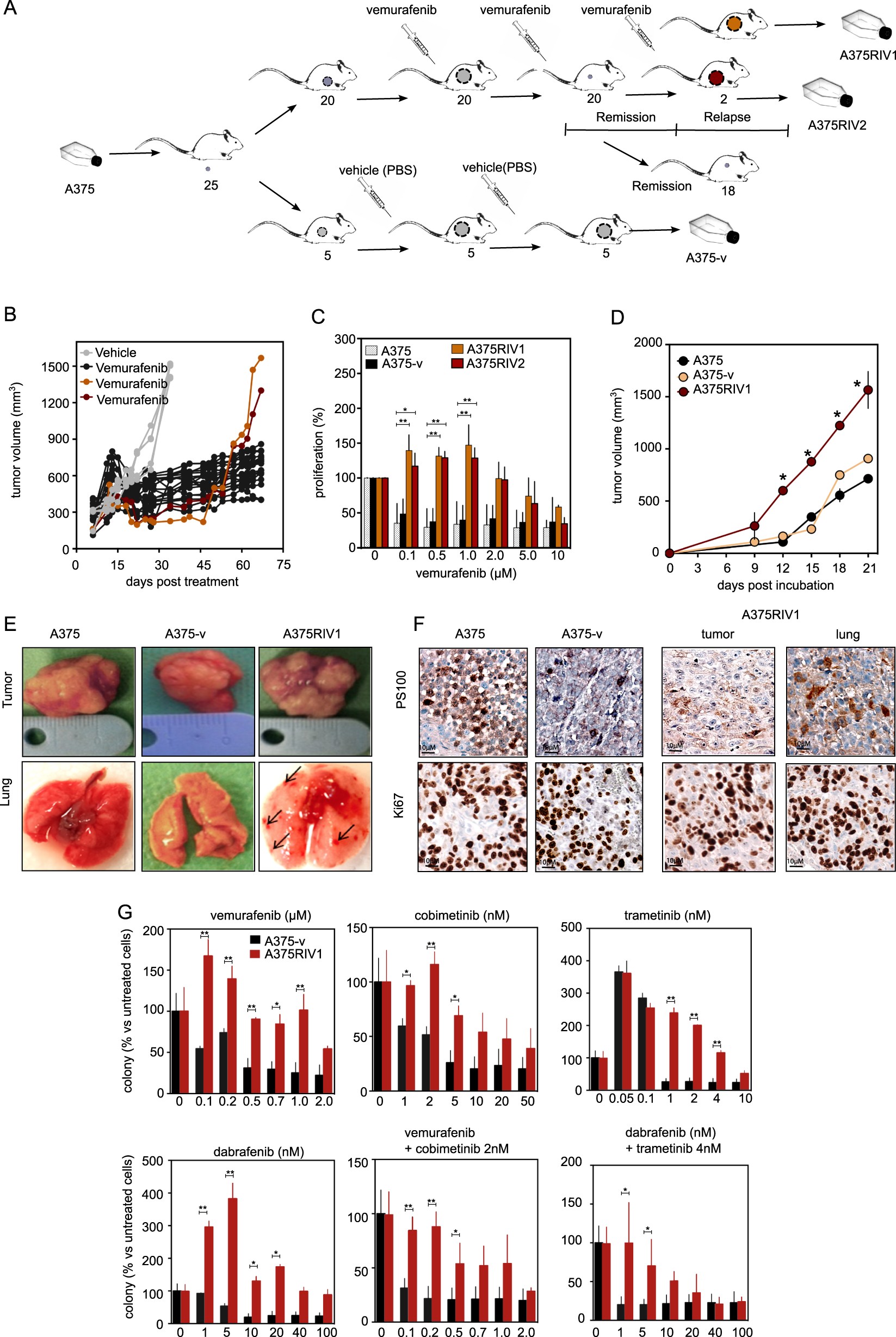 Fig. 1: Conception and characterization of MAPK-resistant BRAFV600E melanoma model from SCID mice.