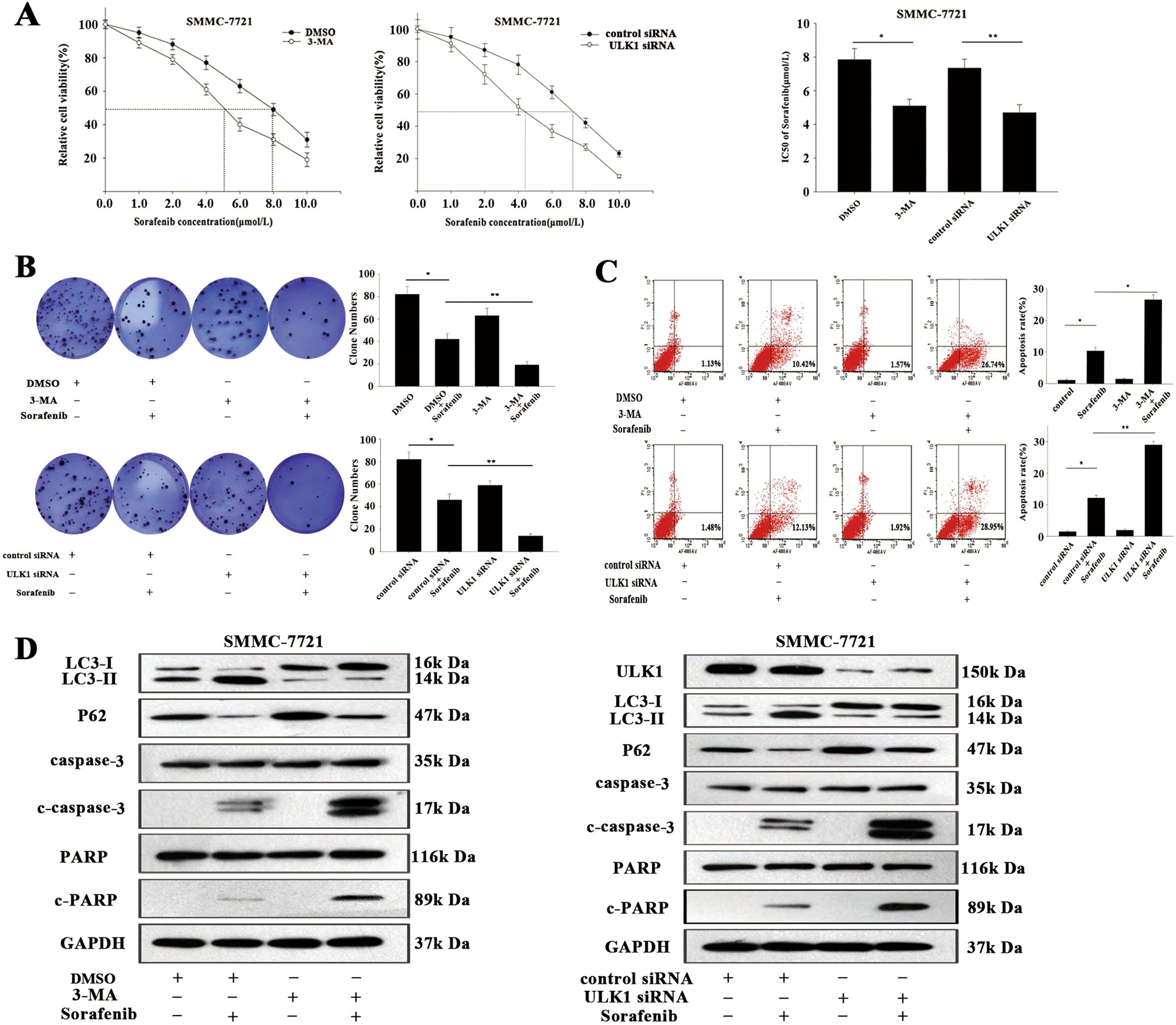 Fig. 2: Suppression of autophagy enhanced the sensitivity of HCC cells to sorafenib.
