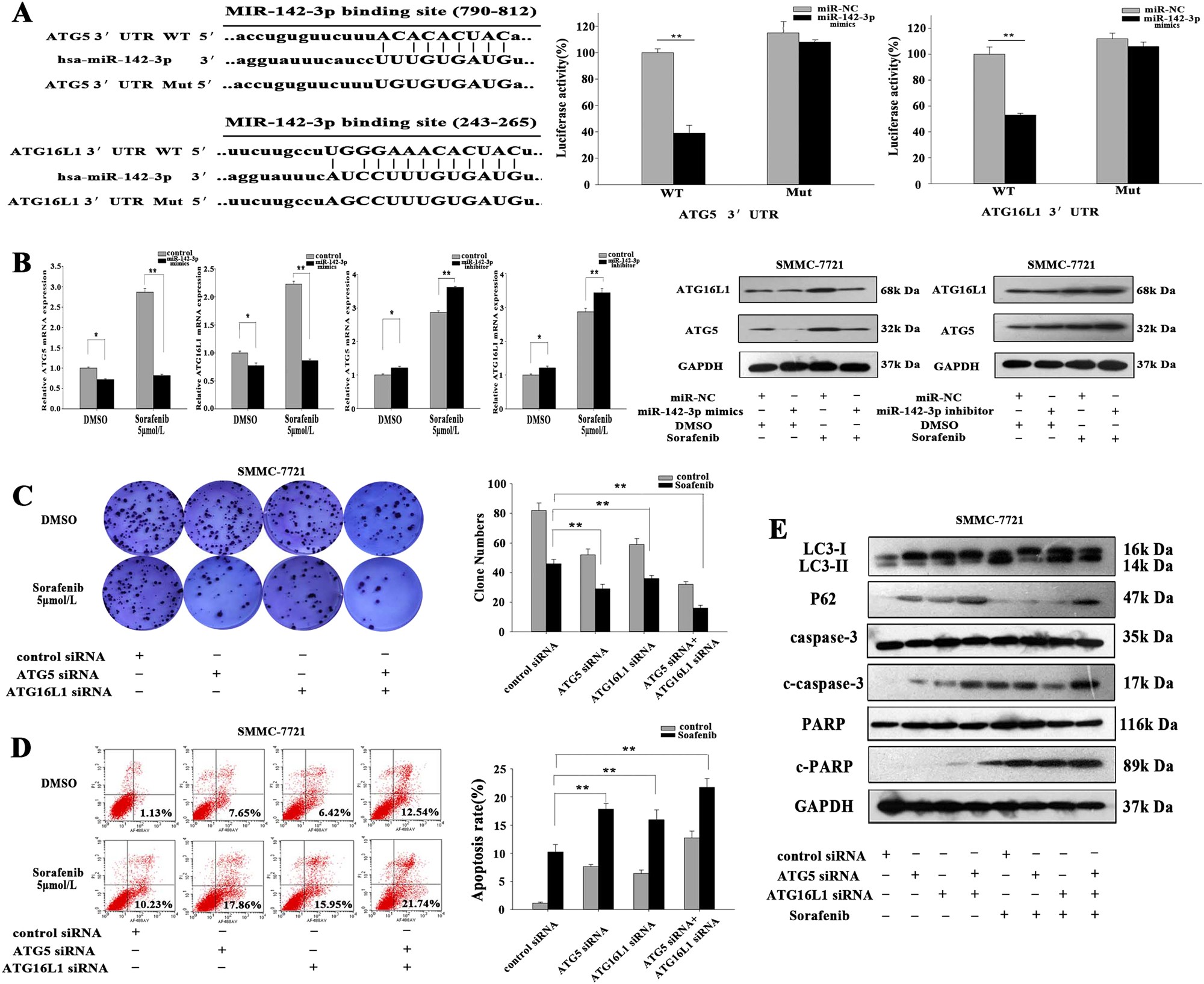Fig. 5: ATG5 and ATG16L1 are the direct targets of miR-142-3p.