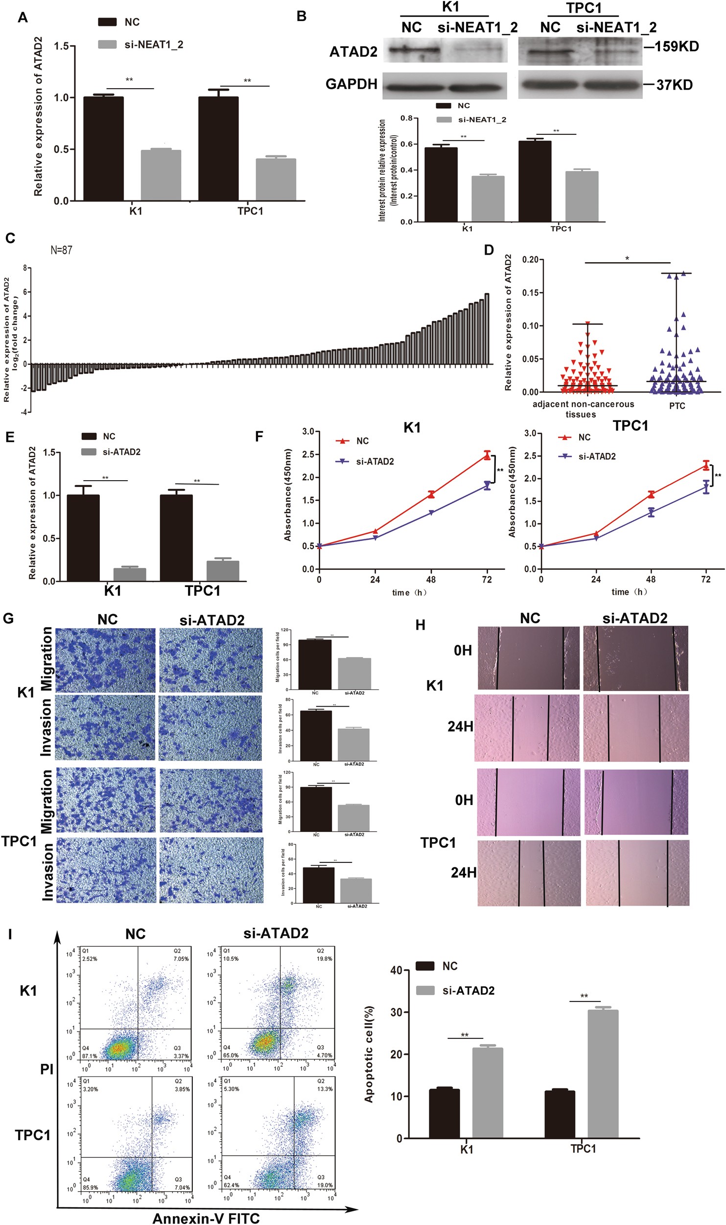 Fig. 4: Knockdown of NEAT1_2 downregulated ATAD2 in PTC cells.