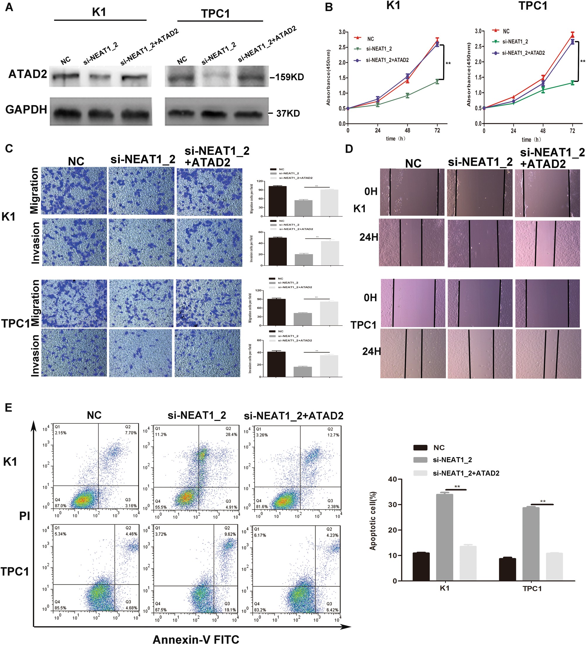 Fig. 5: Overexpression of ATAD2 could partly impair si-NEAT1_2 induced inhibition of malignant behavior in PTC cells.