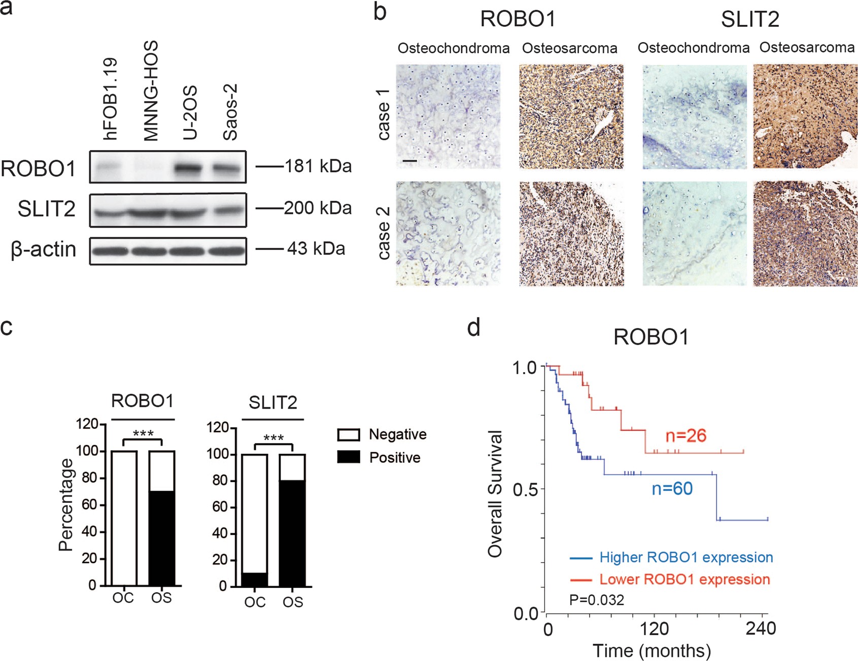 SLIT2/ROBO1 axis contributes to the Warburg effect in osteosarcoma through activation of SRC/ERK/c-MYC/PFKFB2 pathway Cell Death and Disease SLIT2/ROBO1 axis contributes to the Warburg effect in osteosarcoma through activation of SRC/ERK/c-MYC/PFKFB2 pathway Cell Death and Disease bild