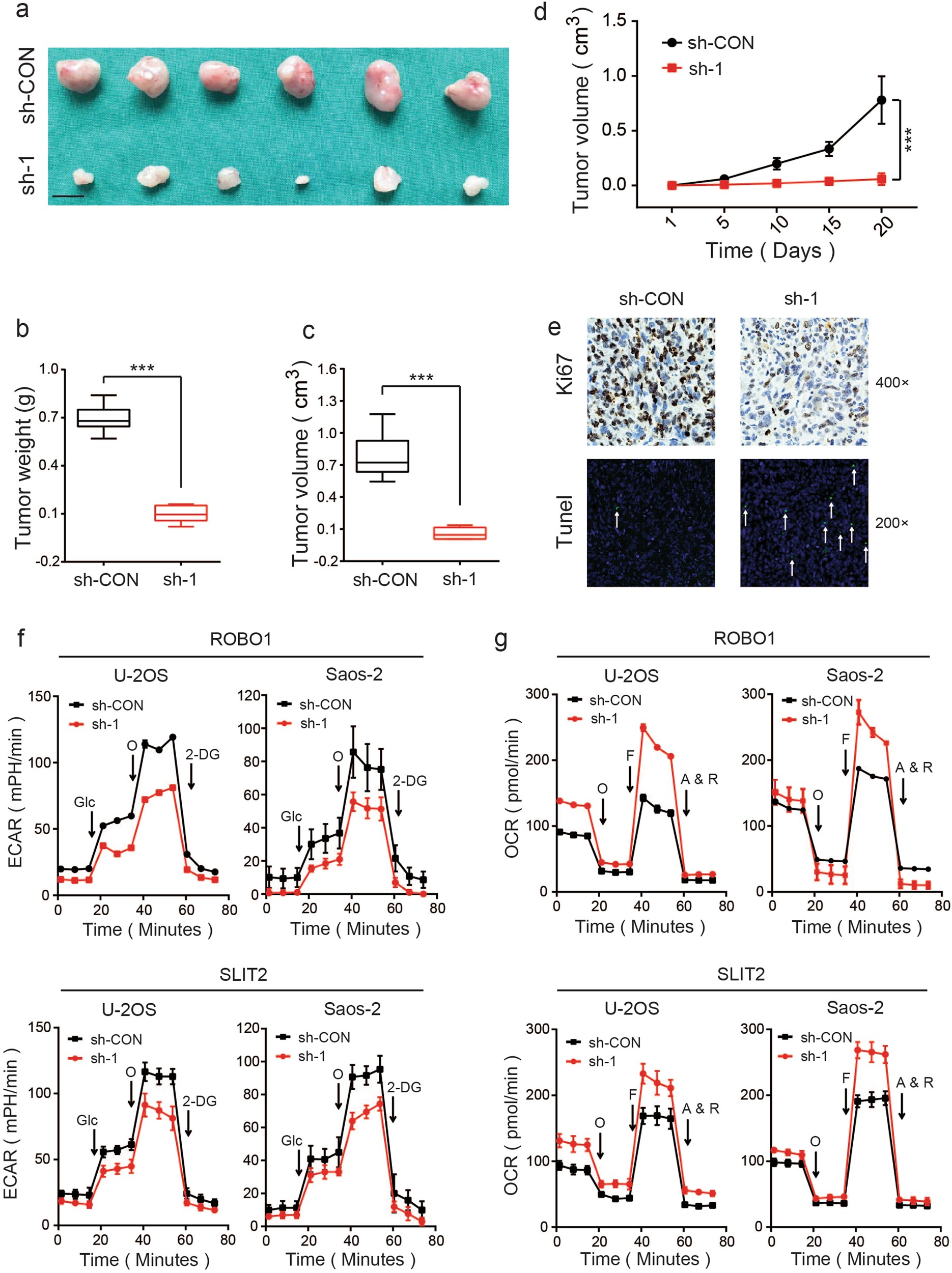 Fig. 3: SLIT2 and ROBO1 promote OS proliferation in vivo and contribute to the Warburg effect in OS cells.
