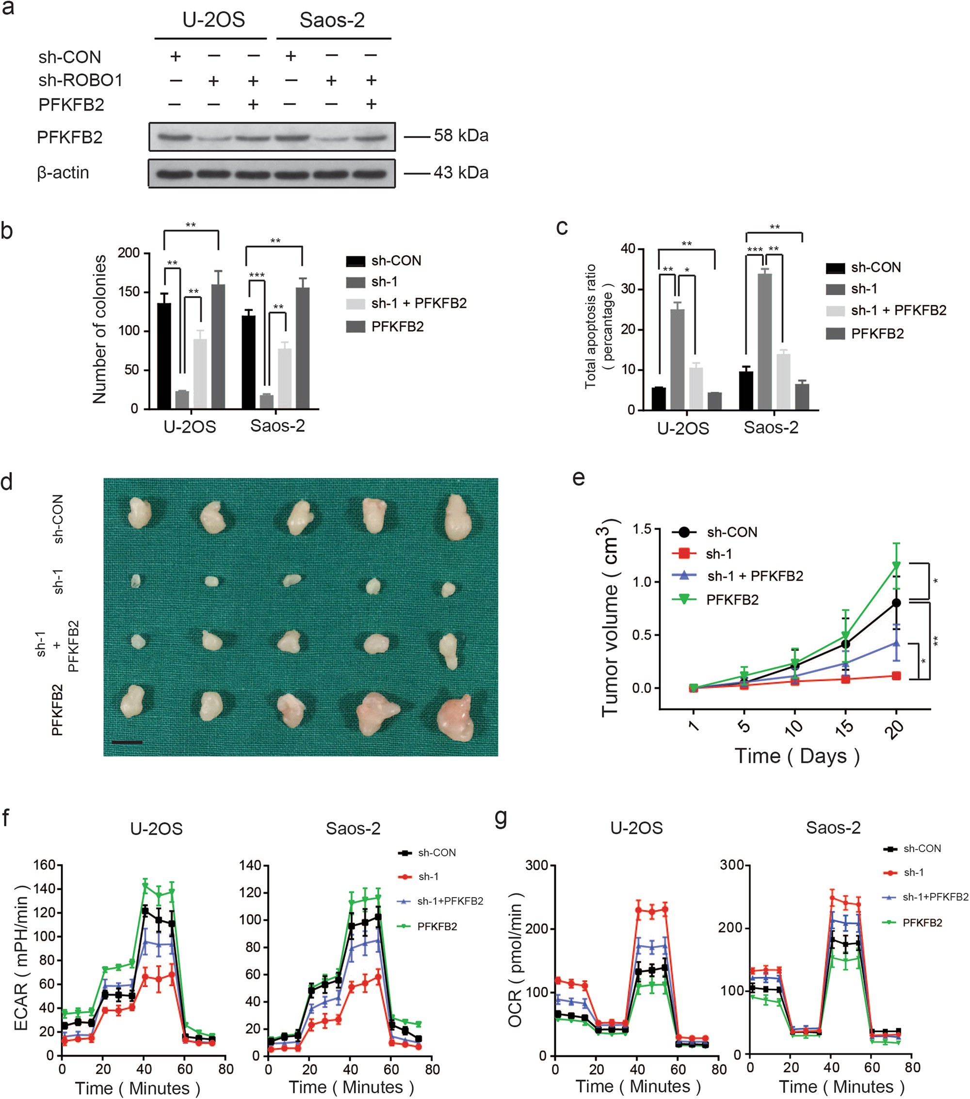 Fig. 5: Overexpression of PFKFB2 partly rescues the effect of knockdown of ROBO1 in OS.