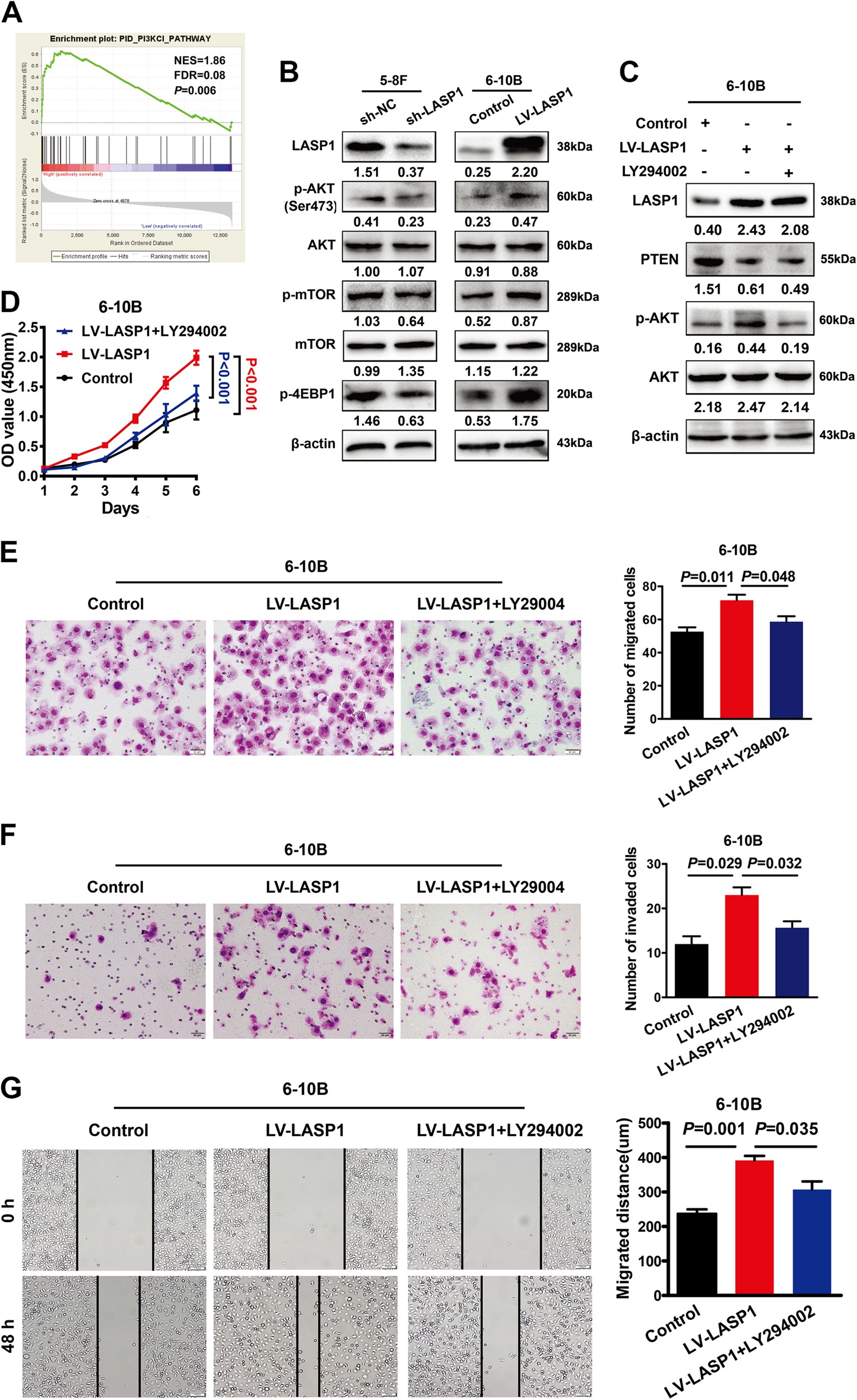 Fig. 4: LASP1 promotes NPC progression by regulating PI3K/AKT signaling pathway.