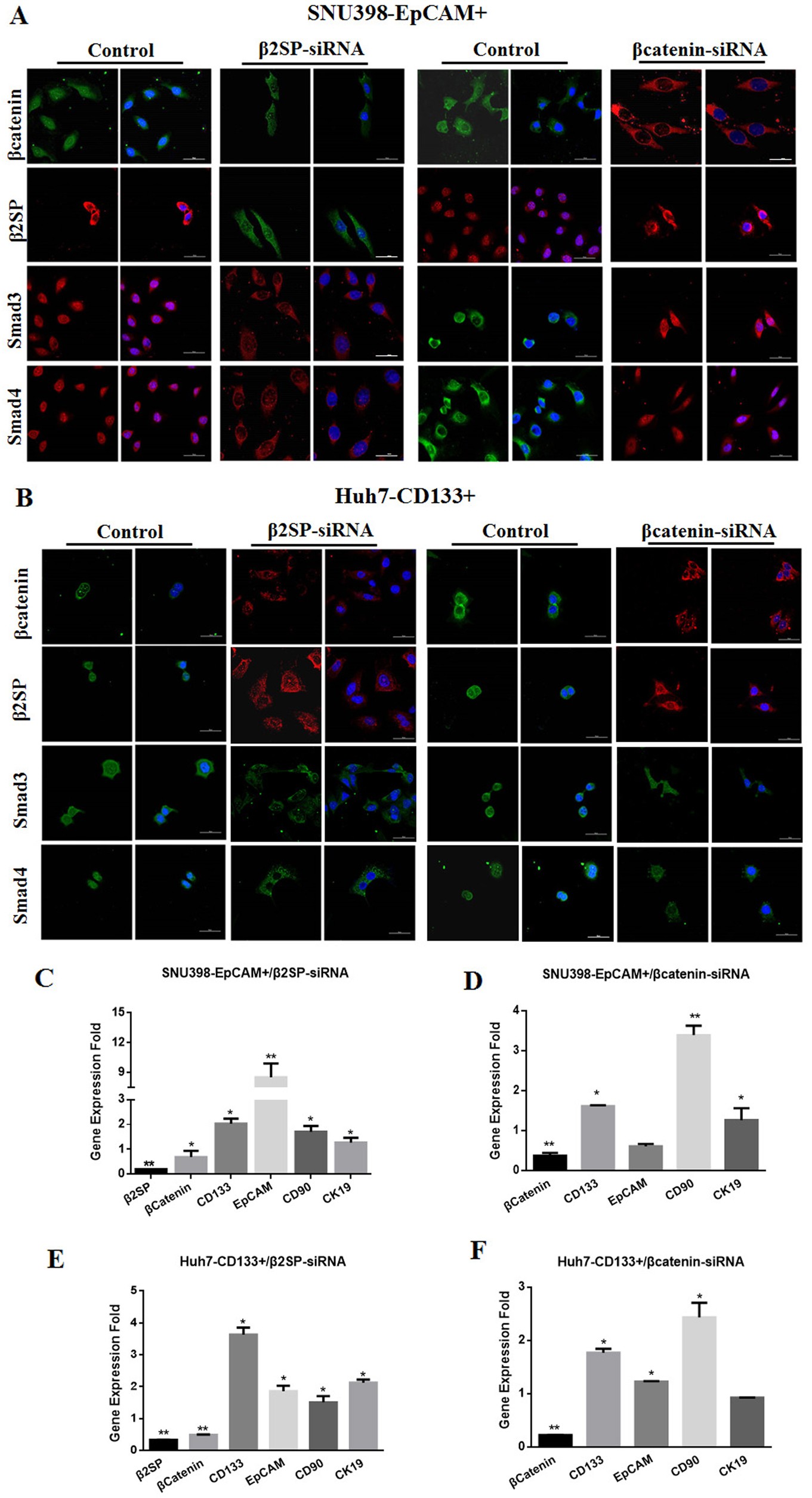 Fig. 7: β2SP repressed the transcription of liver cancer stem cell markers through β-catenin in liver CSCs.