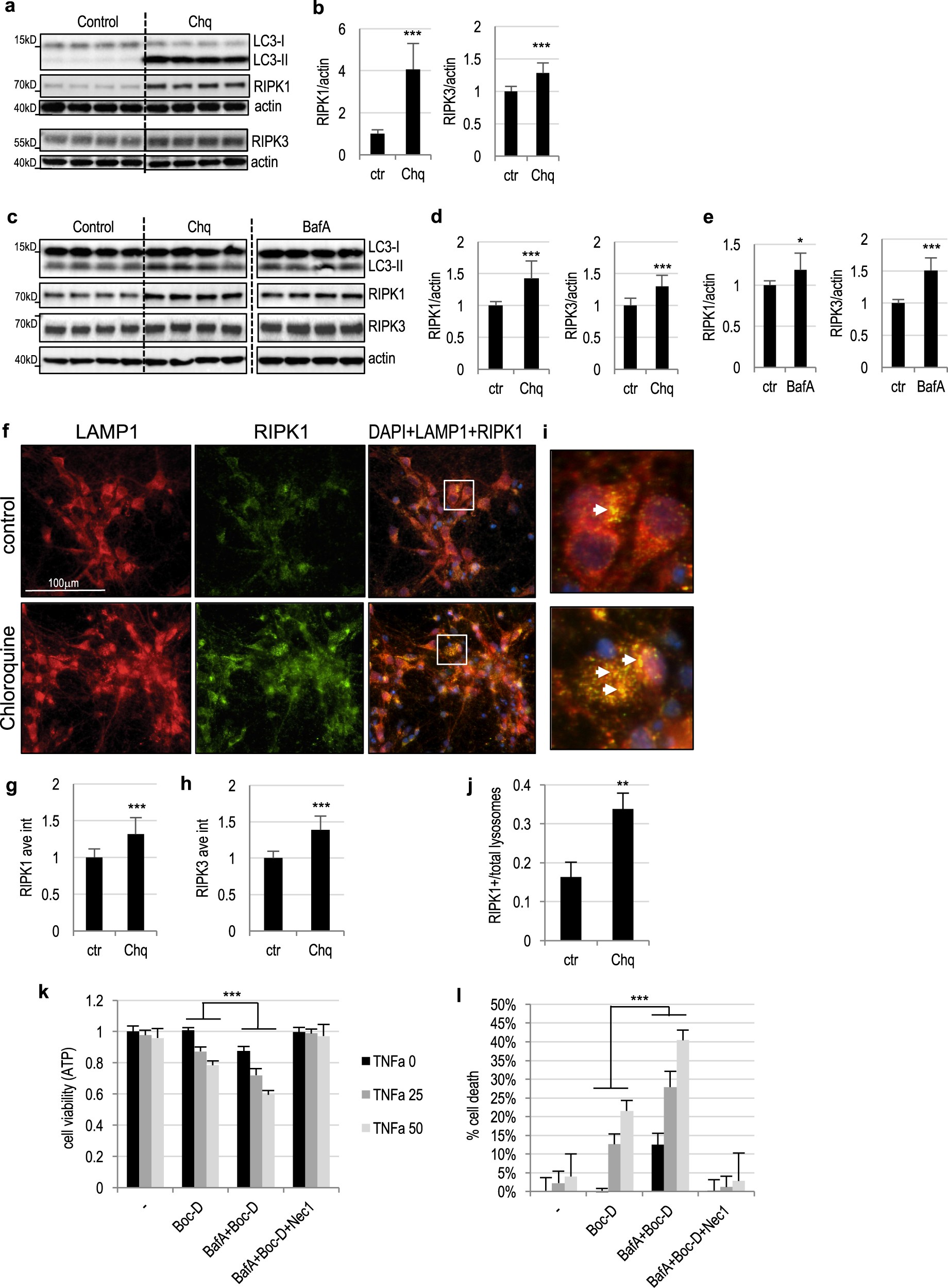 Fig. 5: Lysosomal inhibition leads to accumulation of necroptosis mediators and sensitization to necroptosis in vitro.