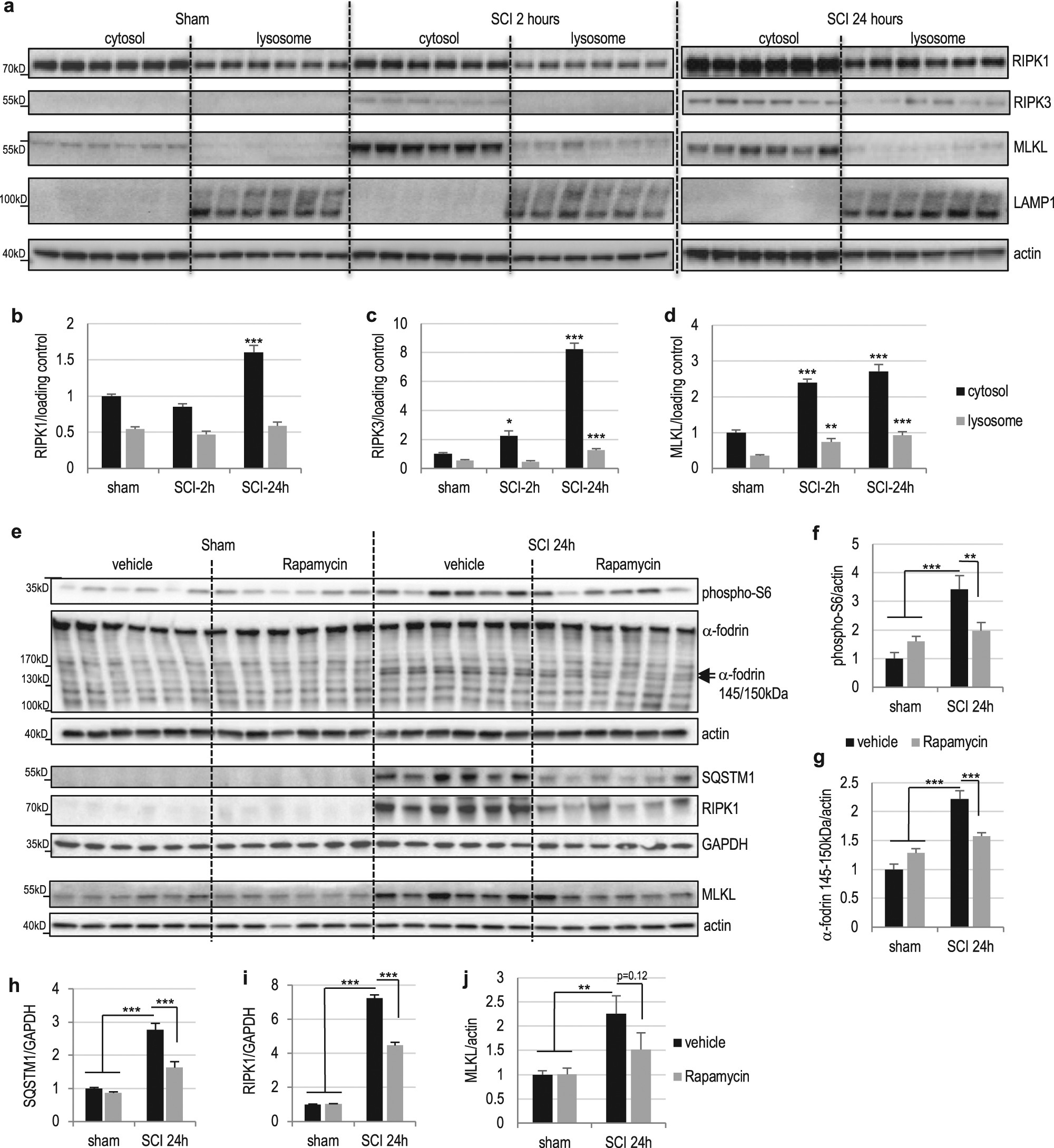 Fig. 6: Lysosomal degradation contributes to regulation of necroptosis in vivo after SCI.