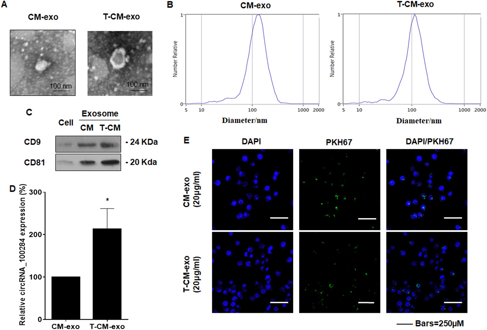Fig. 3: Transfer of circRNA_100284 derived from arsenite-transformed L-02 cells to normal L-02 cells via exosomes.
