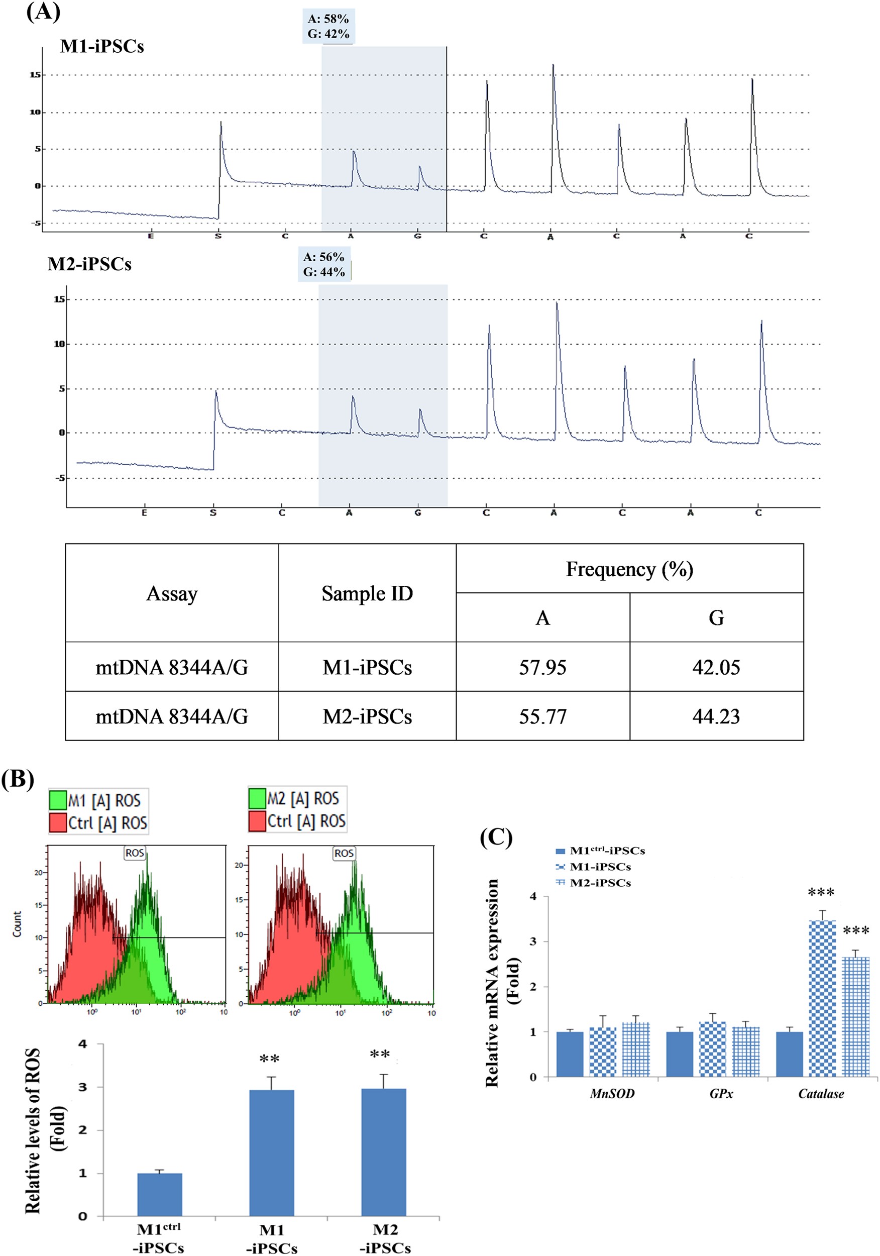 Fig. 2: Characterisation of hiPSCs harbouring the A8344G mutation of mtDNA.