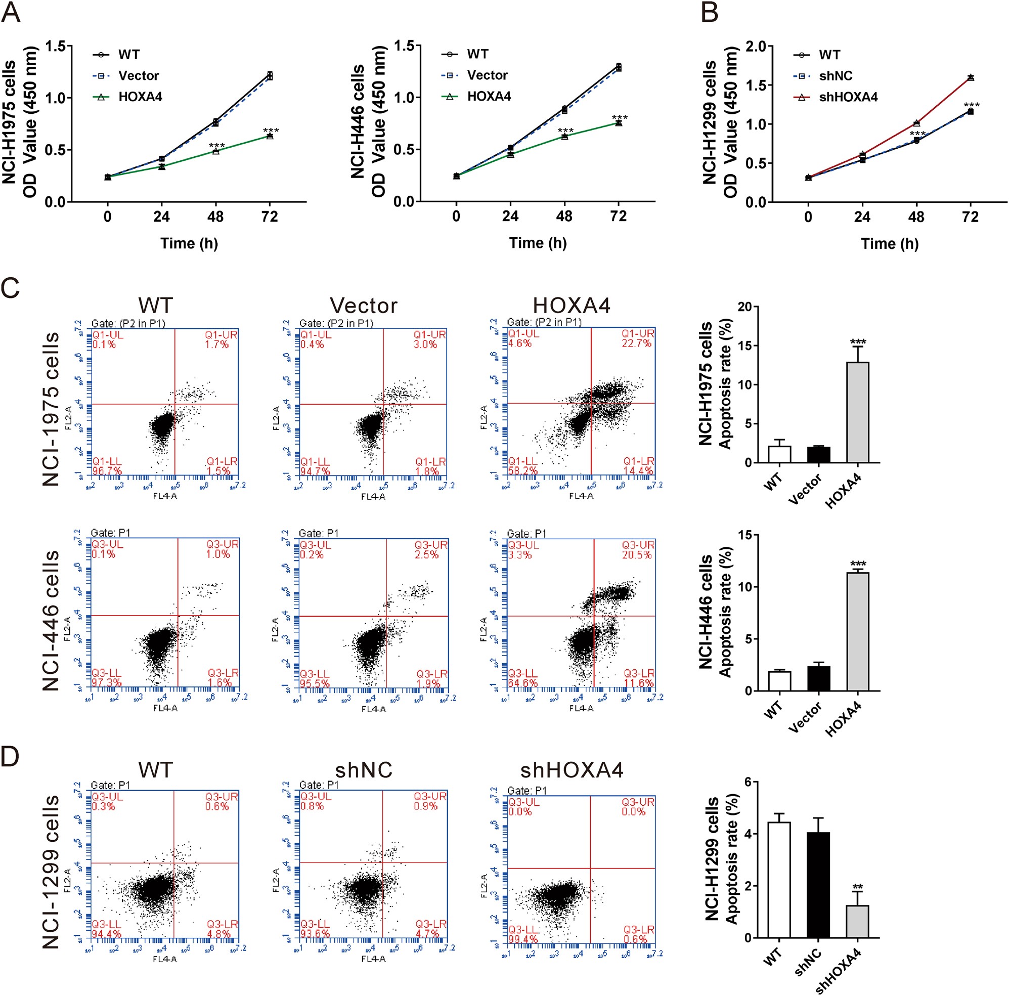 Fig. 4: HOXA4 inhibited the growth and promoted the apoptosis of lung cancer cells in vitro.