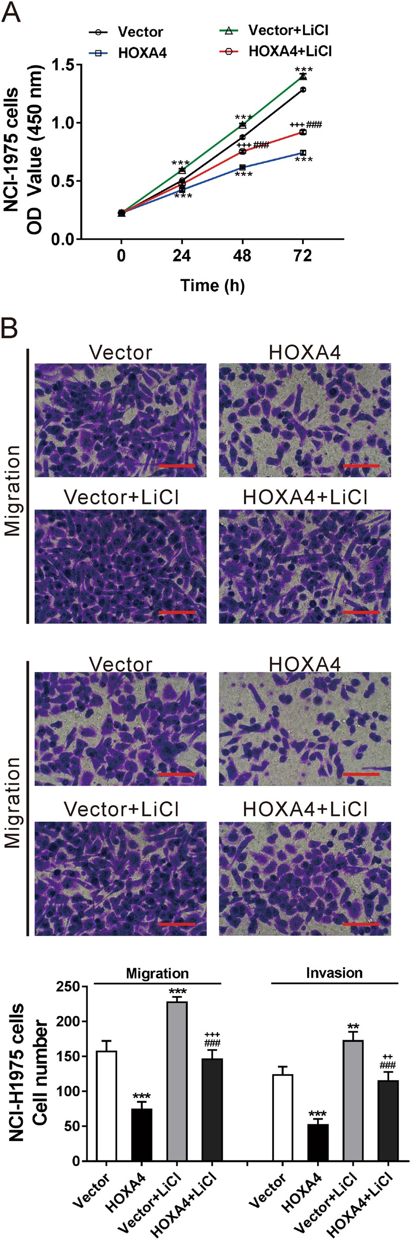 Fig. 7: The Wnt signaling pathway mediated the effects of HOXA4 on cell growth and invasion.