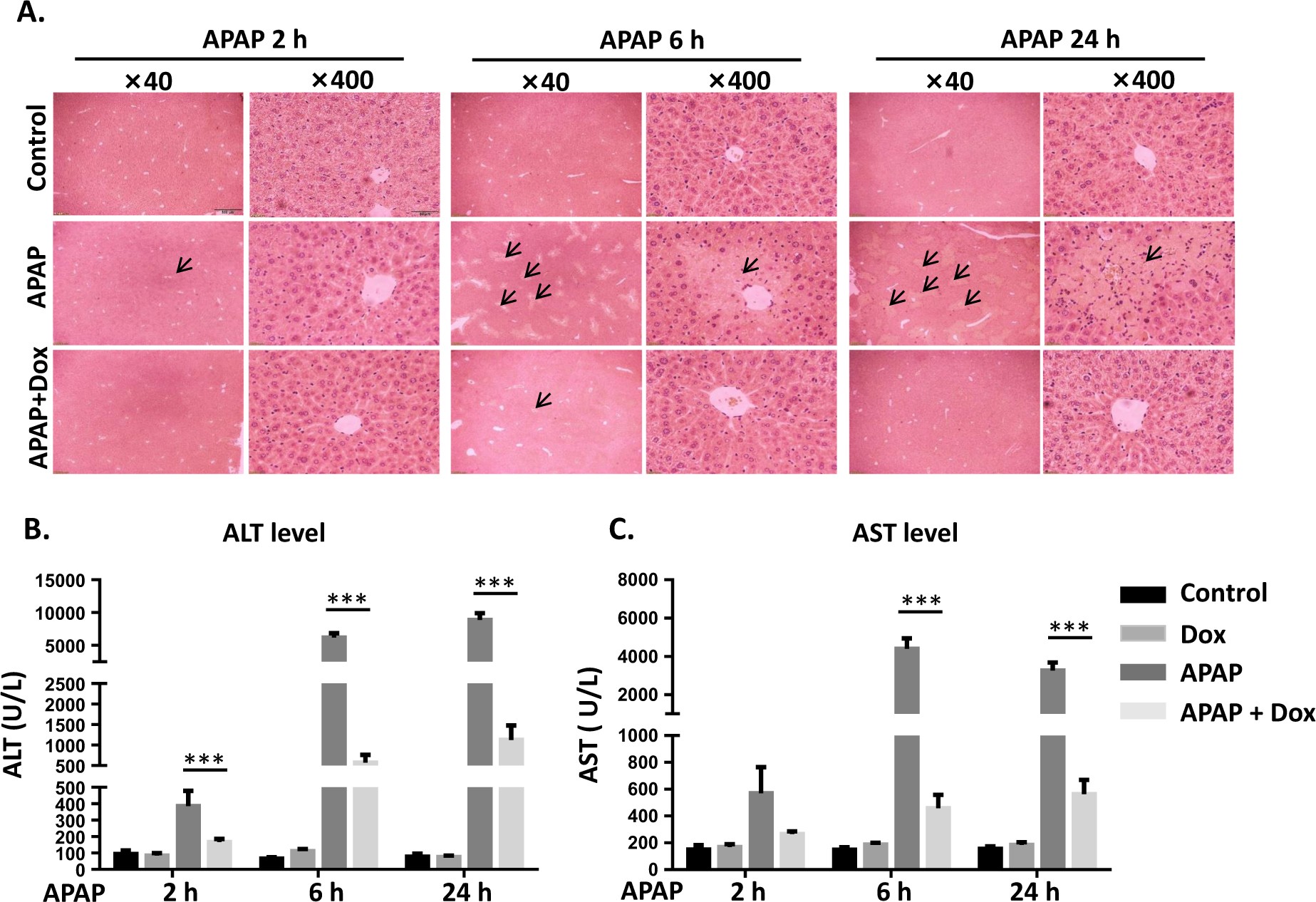 does apap decrease glutathione Frontiers p53 attenuates acetaminophen-induced hepatotoxicity by