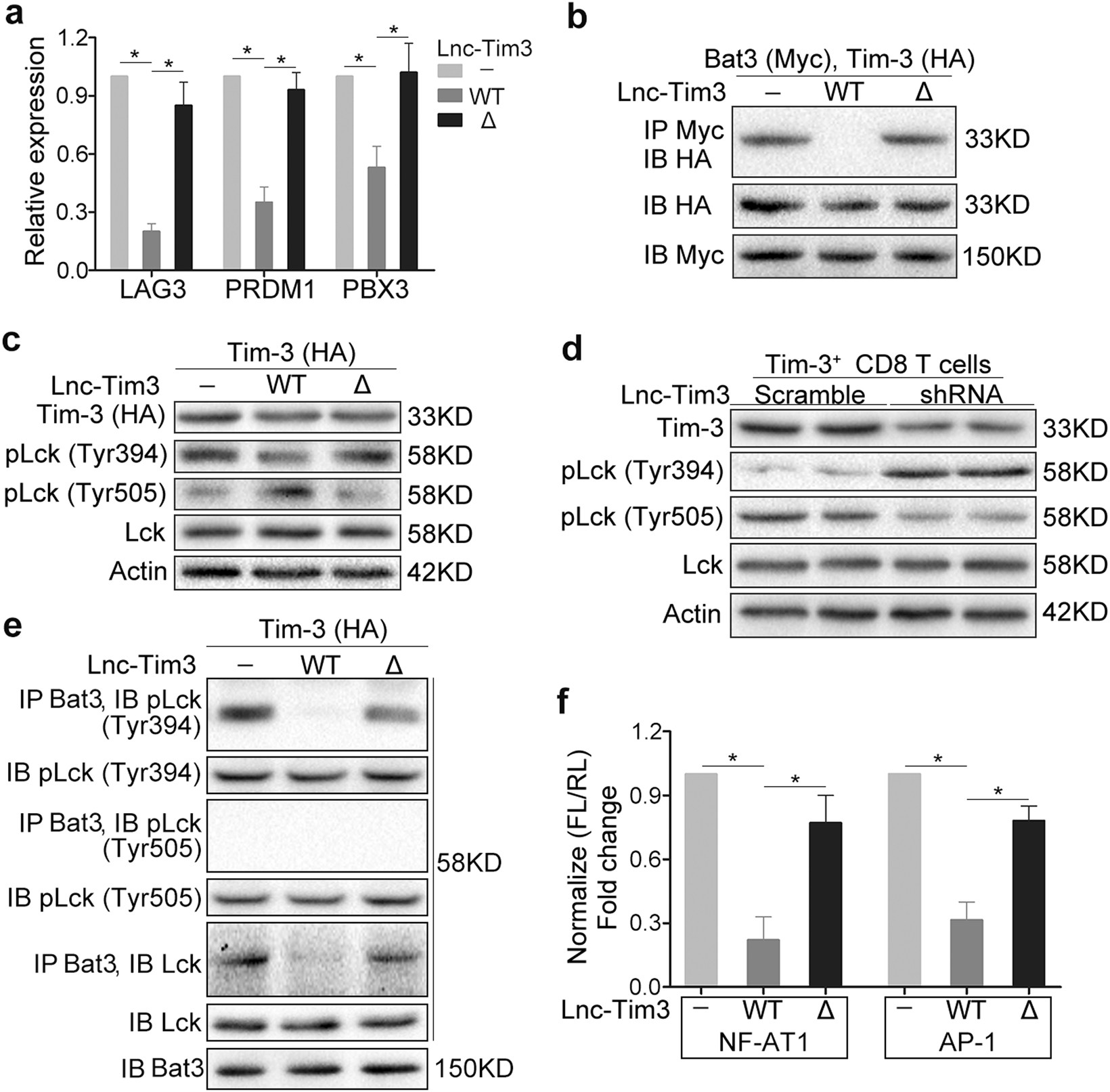 Fig. 4: Upregulated Lnc-Tim3 in CD8 T cells induces an exhausted-like phenotype via suppressing Tim-3-Bat3 signaling.