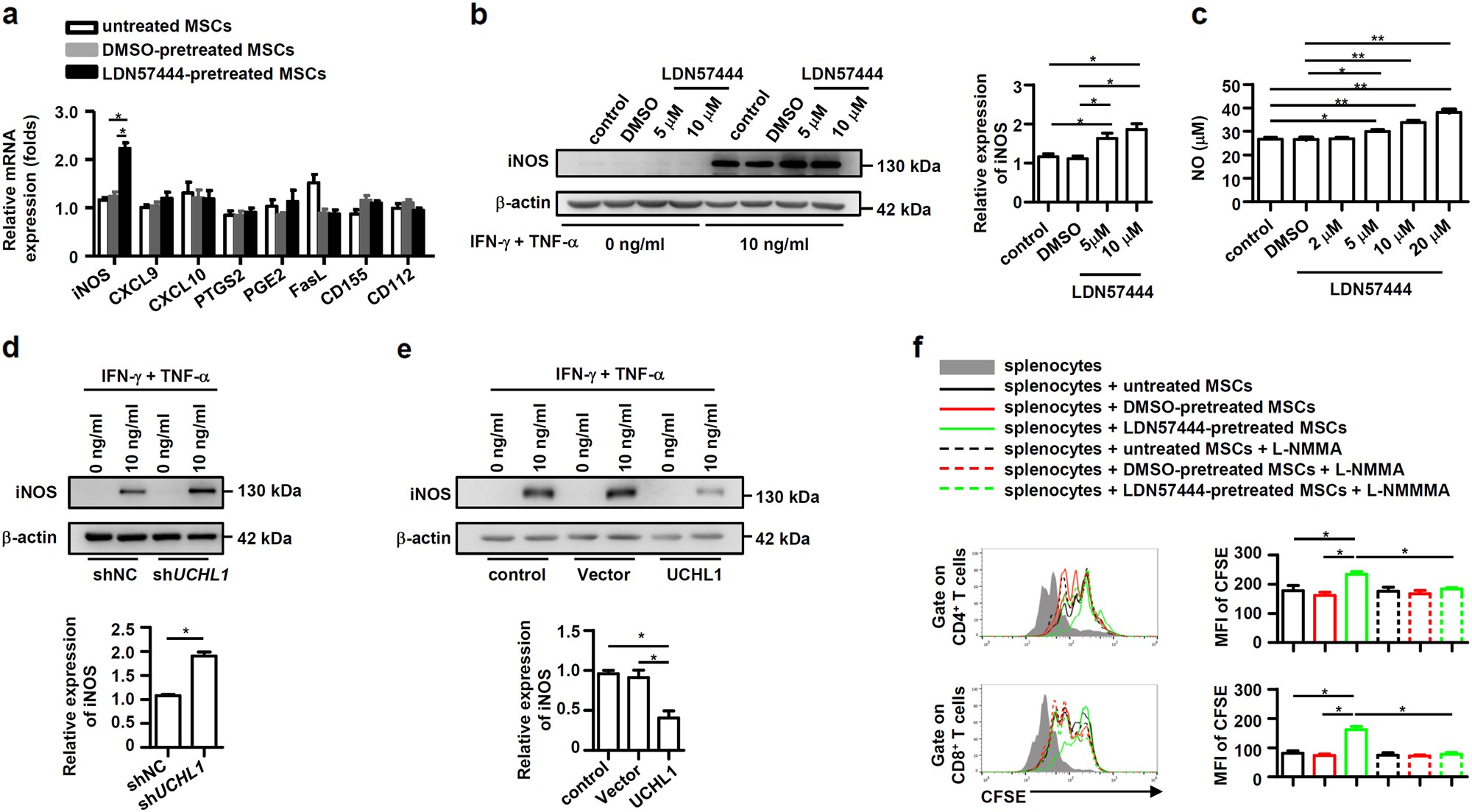 Fig. 4: UCHL1 inhibition enhanced iNOS expression in murine MSCs.