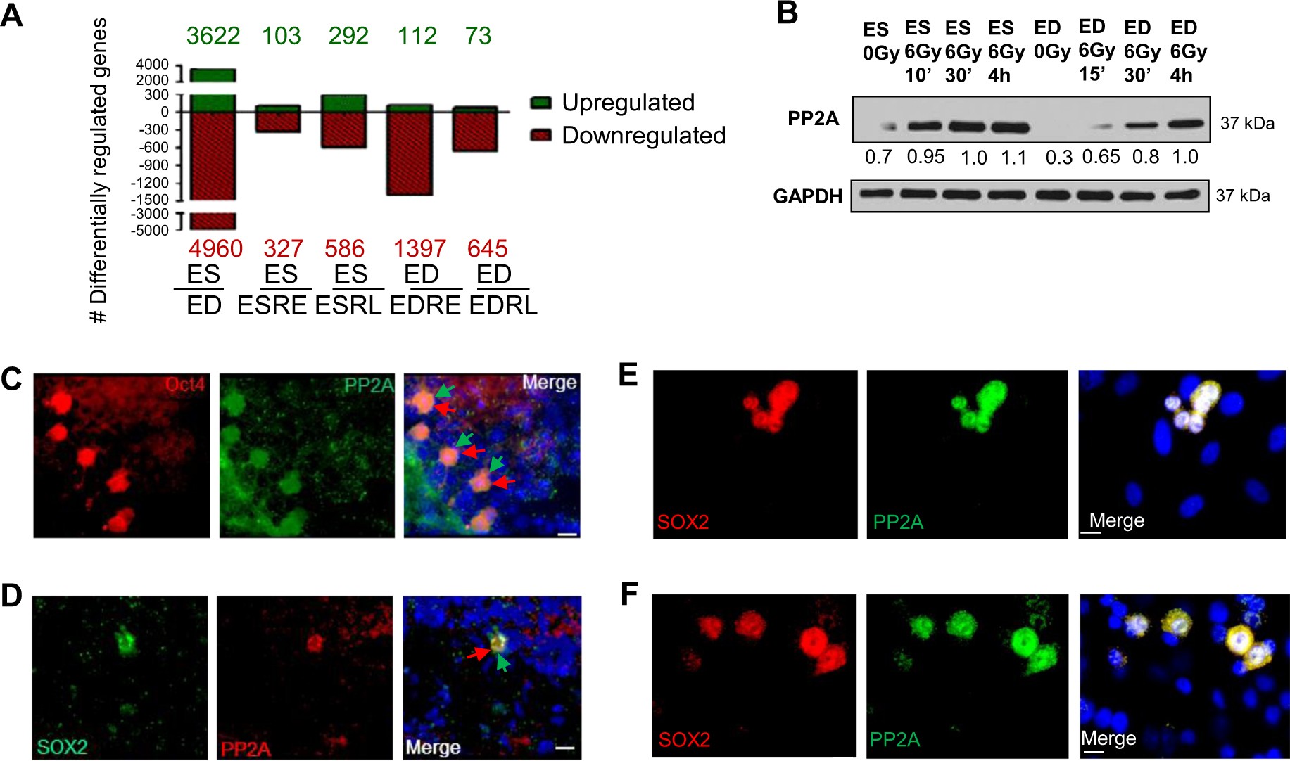 Targeting PP2A-dependent autophagy enhances sensitivity to