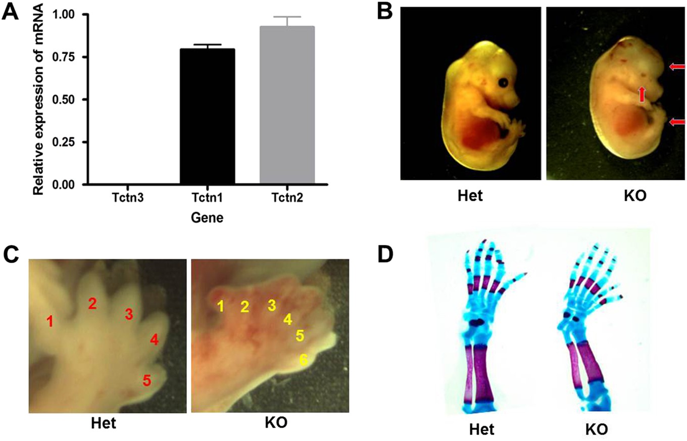 Fig. 1: Tctn3 KO resulted in abnormal development and prenatal death in mice.