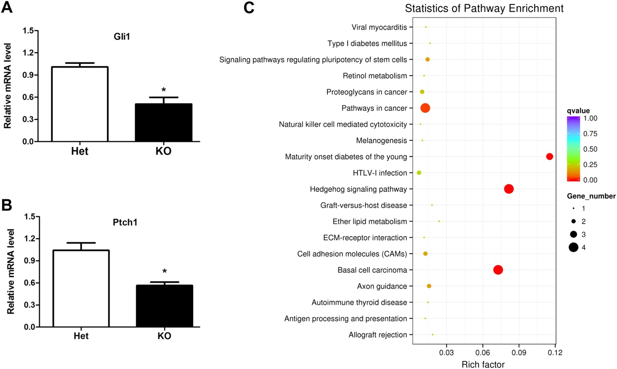 Fig. 3: Tctn3 KO results in abnormal expression of the Shh signaling pathway-related genes.