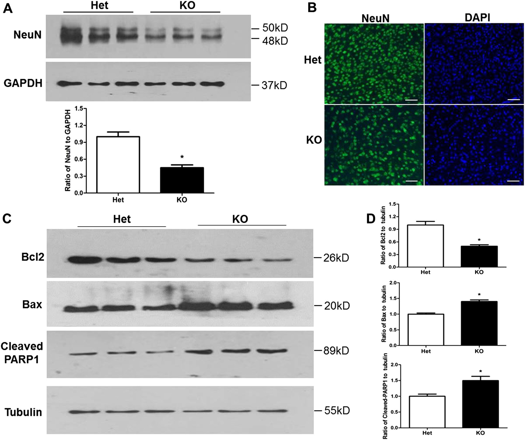 Fig. 4: Tctn3 KO led to altered apoptosis-related protein levels in mouse brains.