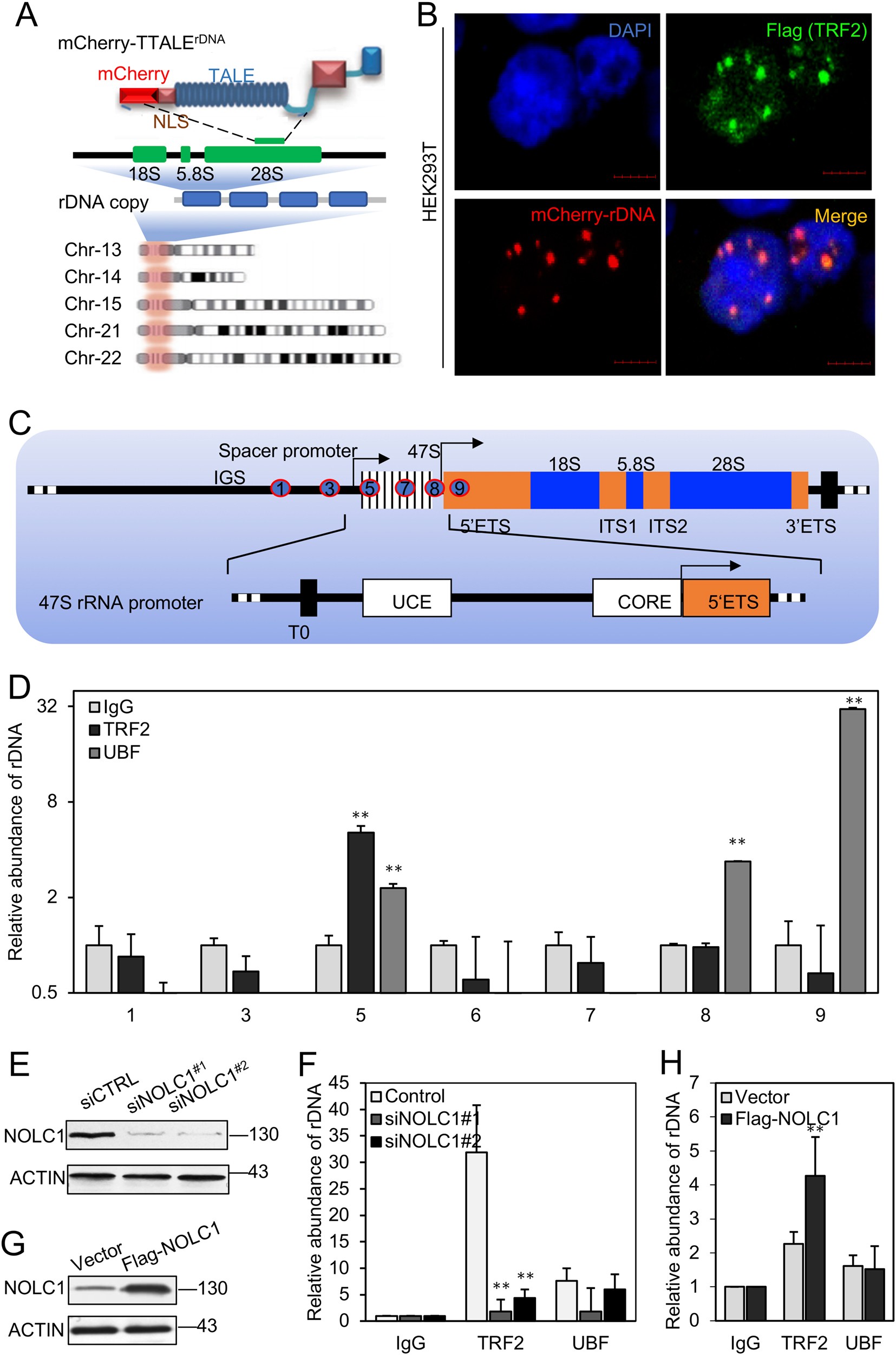 Fig. 3: TRF2 bound rDNA in HEK293T cells and was regulated by NOLC1.