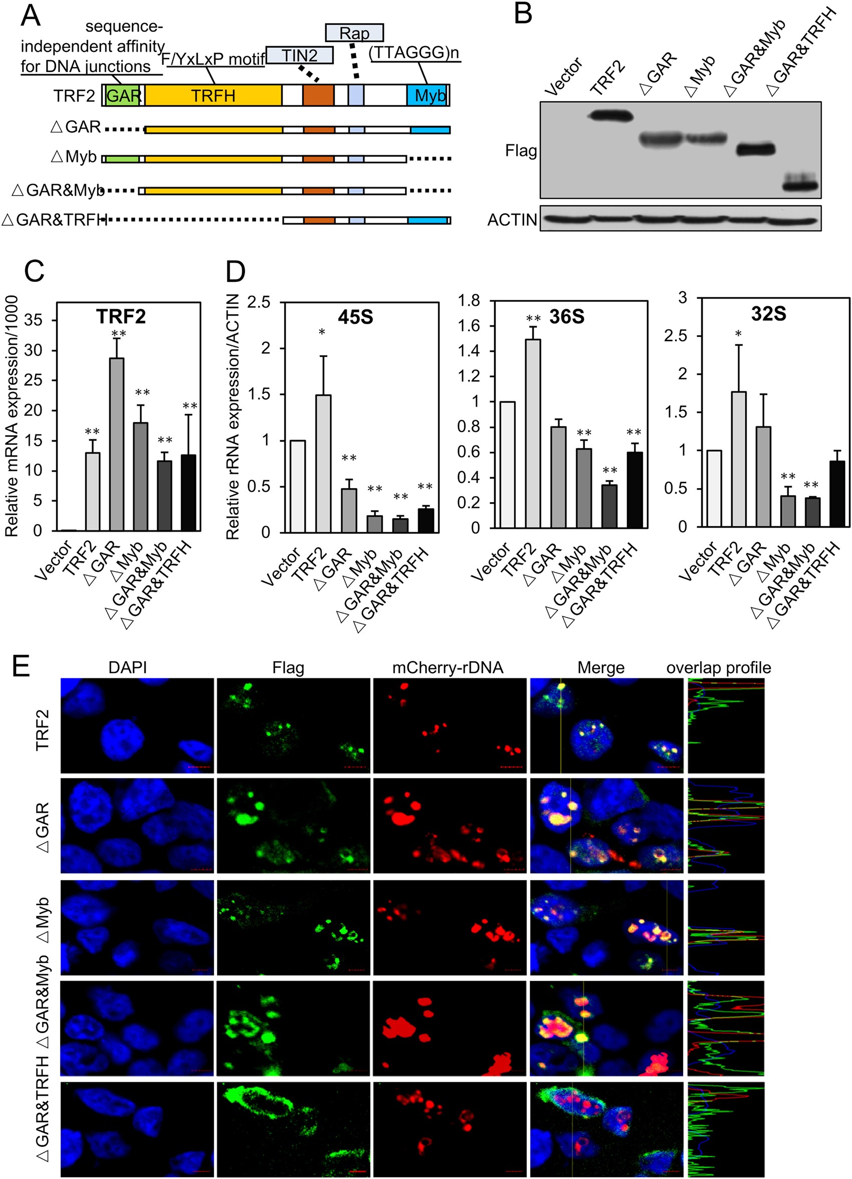 Fig. 4: The domain-deleted TRF2-disturbed rRNA expression and rDNA advanced structure.