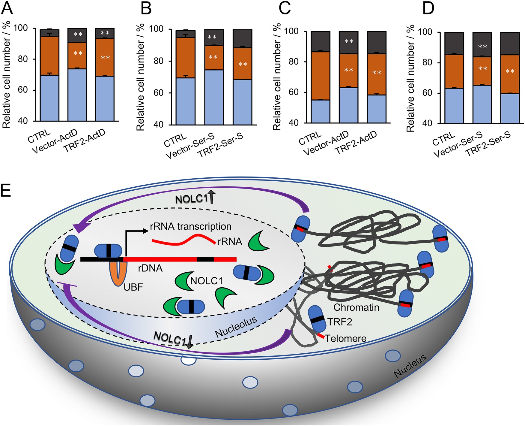 Fig. 6: TRF2 overexpression rescued ActD and serum starvation-induced HCC cell-cycle arrest.