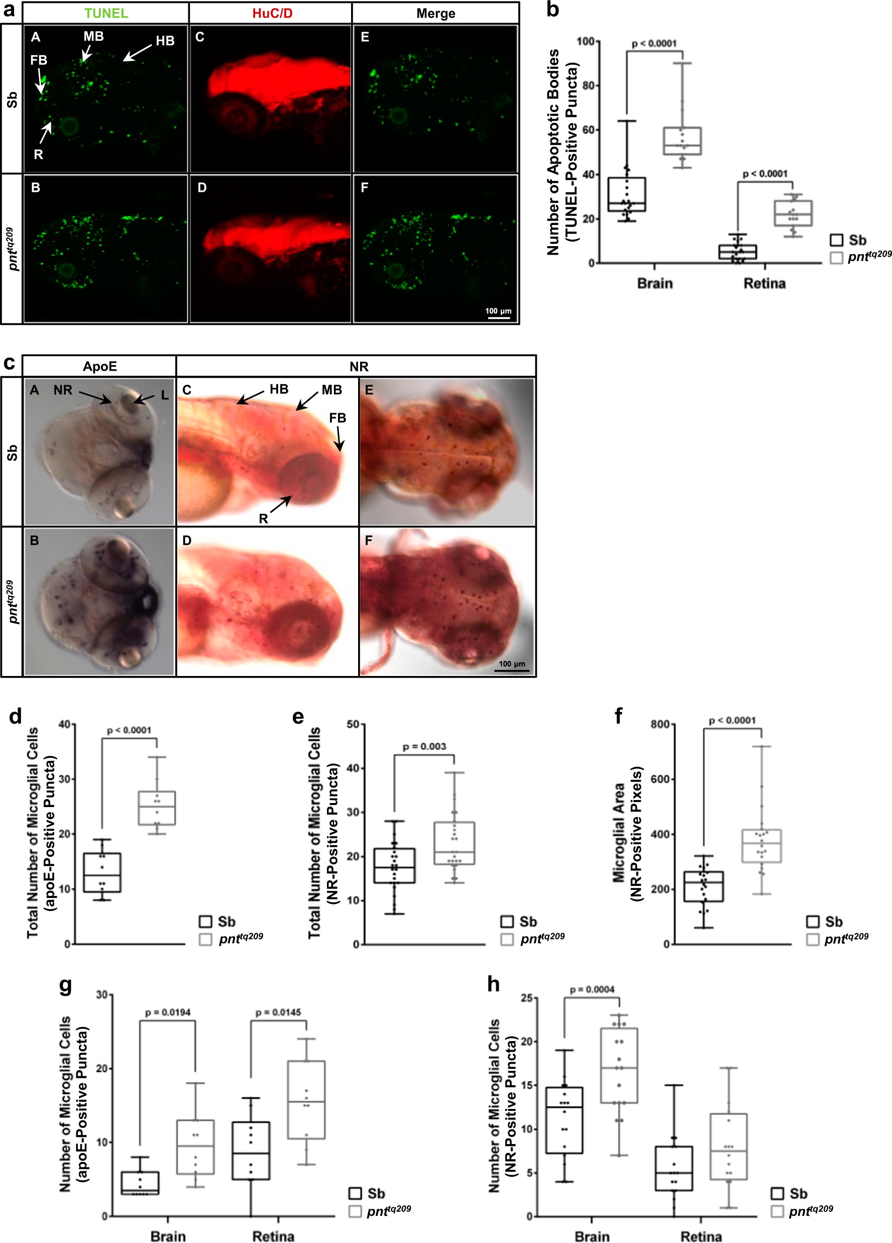 Reduction Of The Atpase Inhibitory Factor 1 If1 Leads To Visual Impairment In Vertebrates Cell Death Disease Reduction Of The Atpase Inhibitory Factor 1 If1 Leads To Visual Impairment In Vertebrates Cell Death Disease