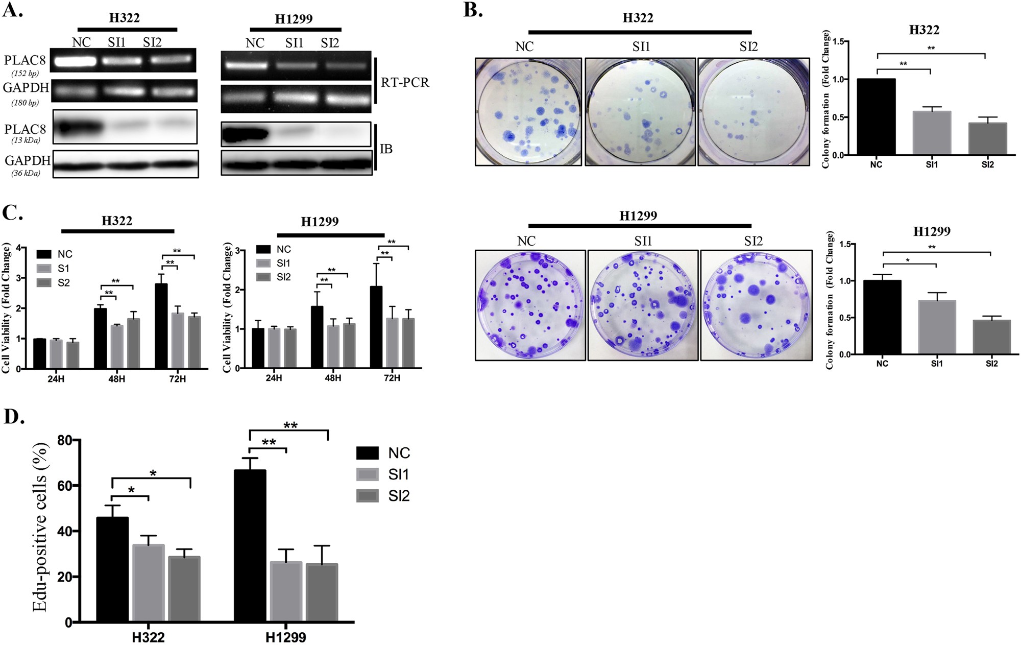 Fig. 2: PLAC8 silencing inhibited H322 and H1299 cell growth.