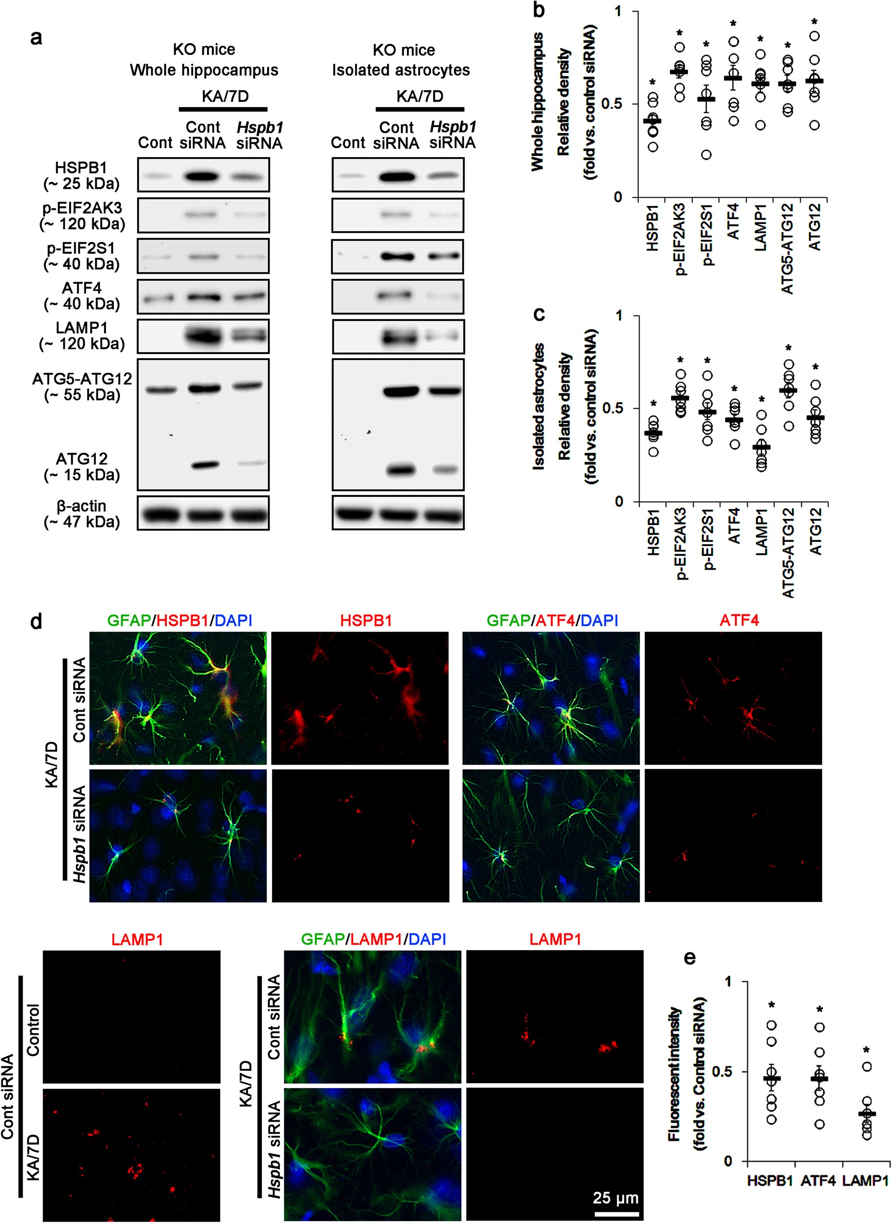 Fig. 3: Effect of Hspb1 knockdown on HSPB1-mediated astroglial ER stress and autophagy in the whole KO hippocampus and P2rx7-deleted astrocytes.