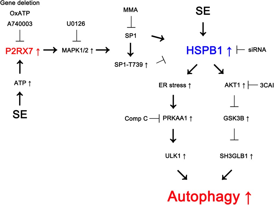 Fig. 8: Scheme of inhibitory role of P2RX7 in astroglial autophagy induced by KA injection.
