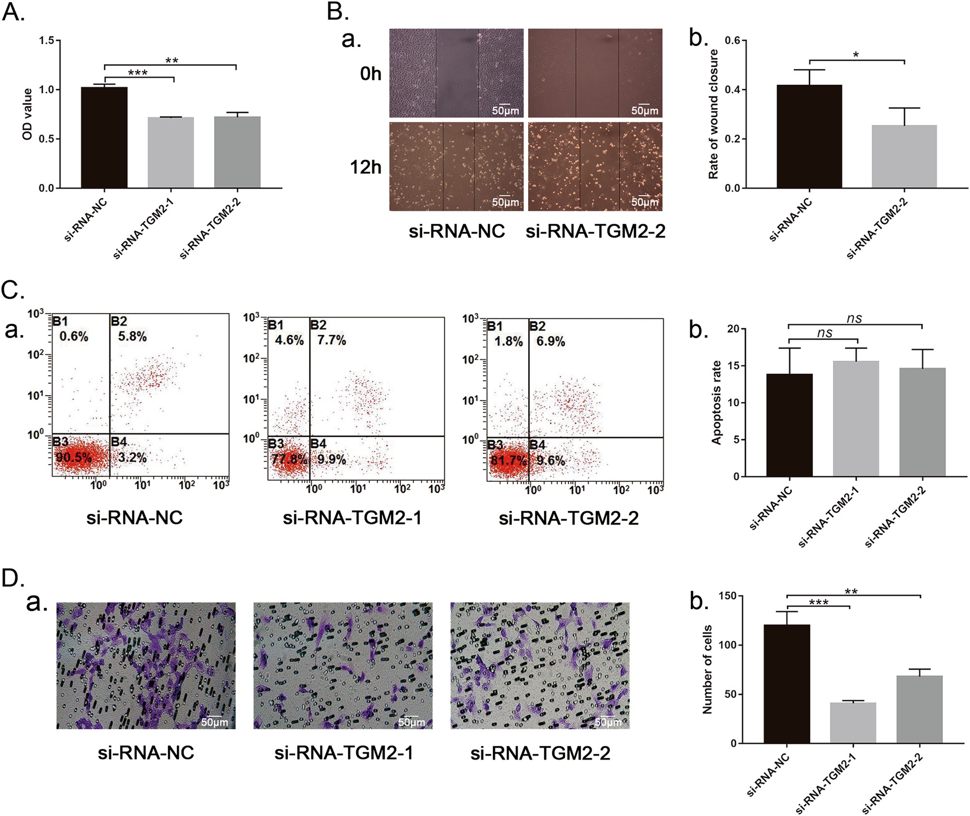 Fig. 5: Effect of TGM2 on the proliferation, apoptosis and migration of co-HUVECs.