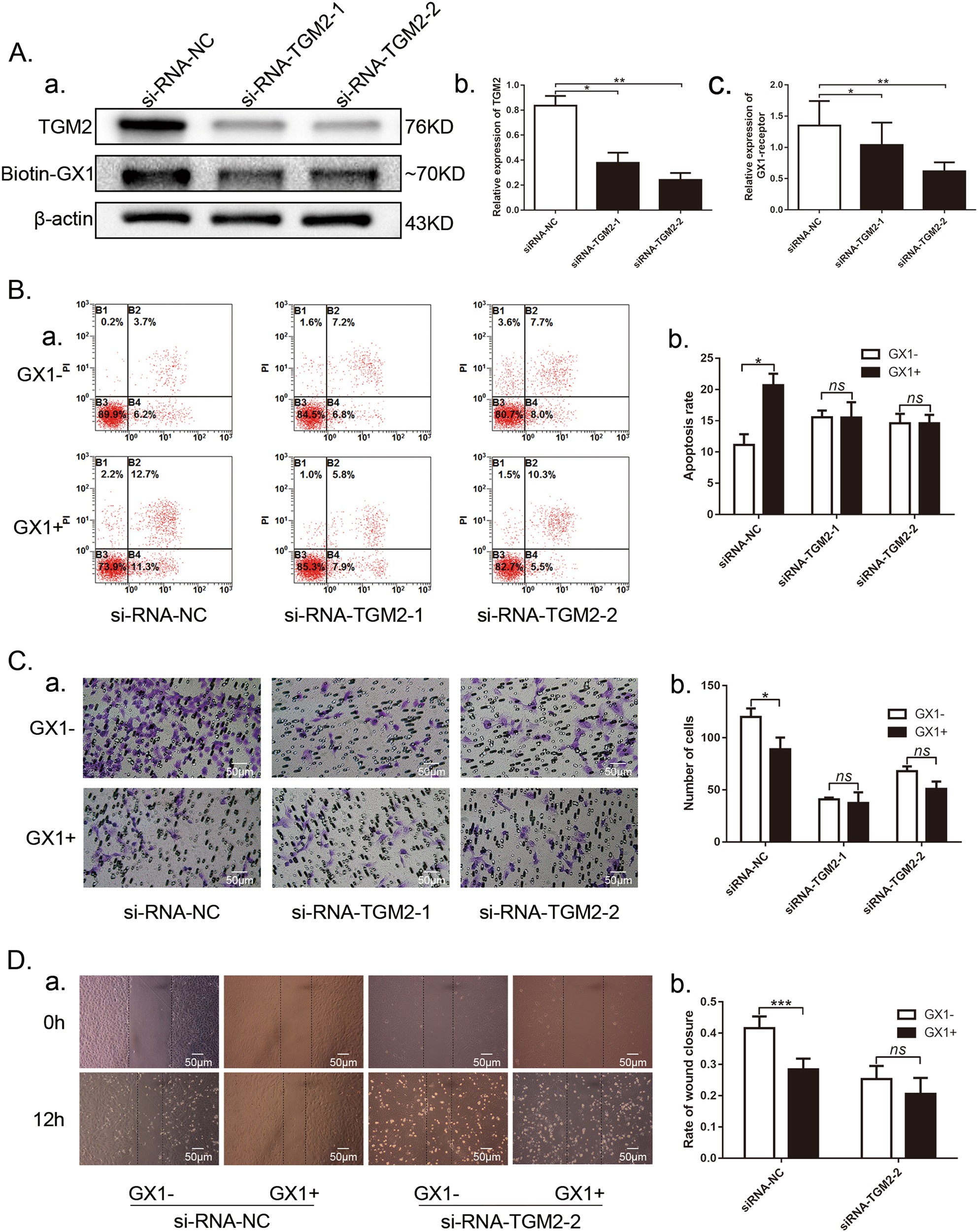 Fig. 6: Effect of GX1 on co-HUVEC apoptosis and migration after TGM2 downregulation with siRNAs.