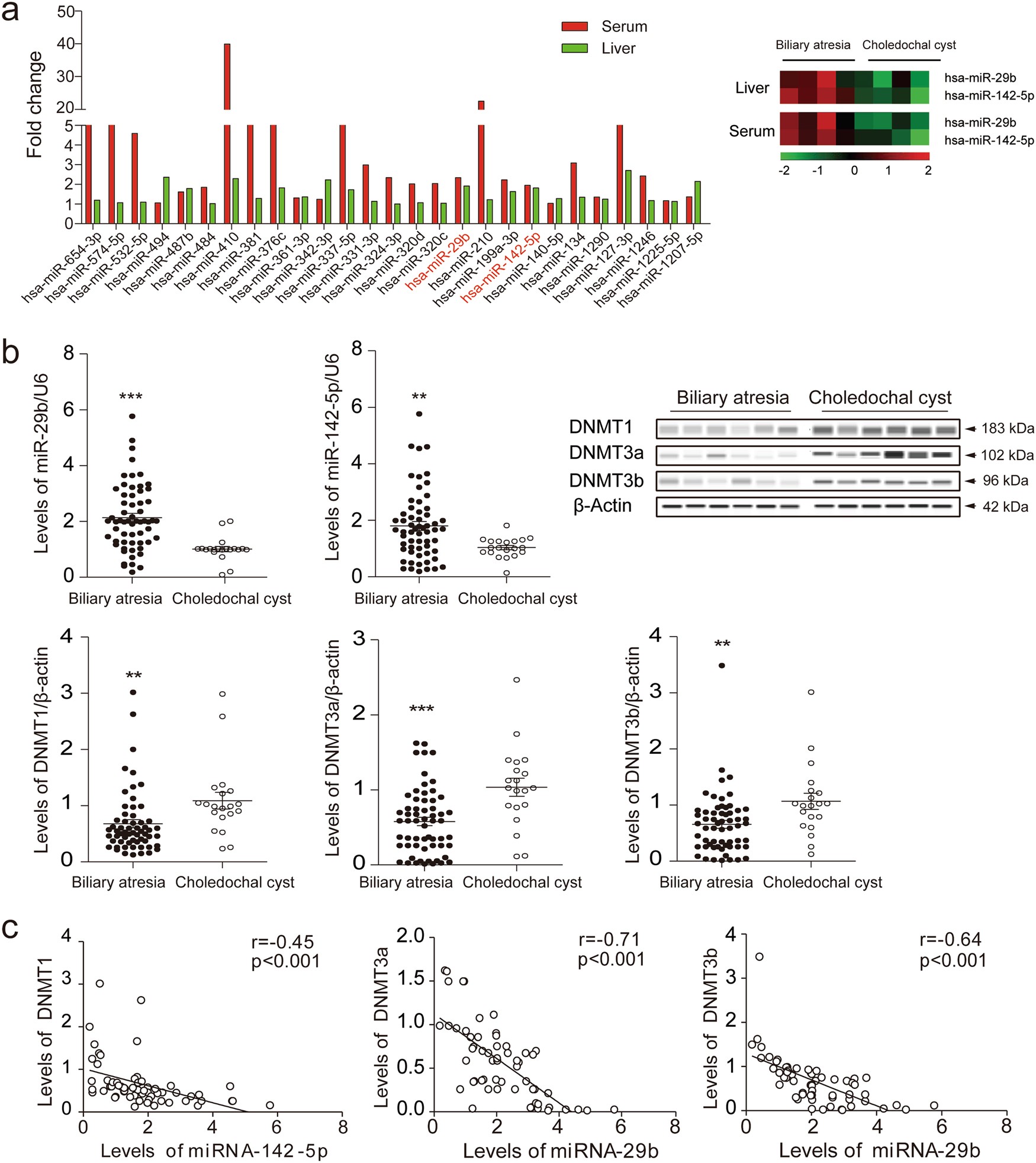 microrna 29b 142 5p contribute to the pathogenesis of sirna vs mirna