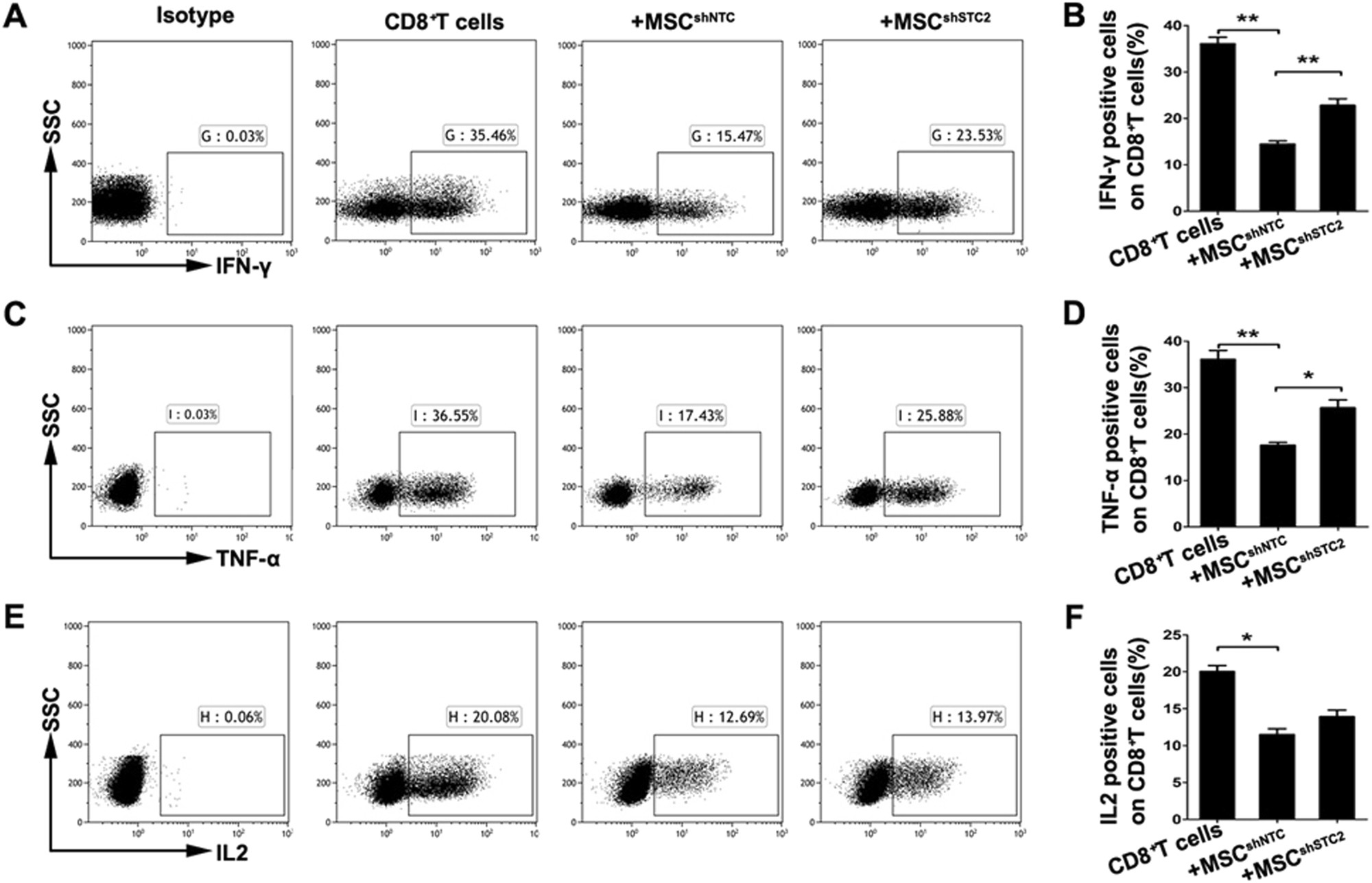 Fig. 2: MSCs downregulate the pro-inflammatory cytokine-producing CD8+ T cells partially through STC2 in vitro.