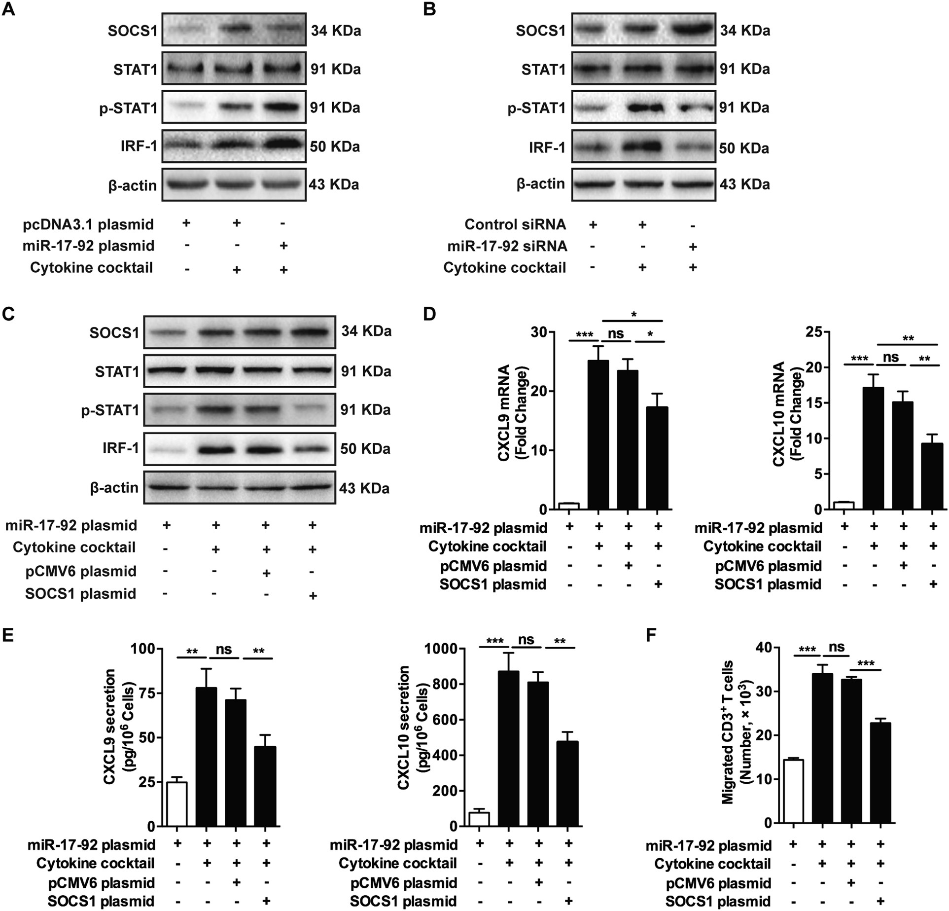 Fig. 4: MiR-17-92 cluster promotes the production of chemokines in keratinocytes via suppressing SOCS1.