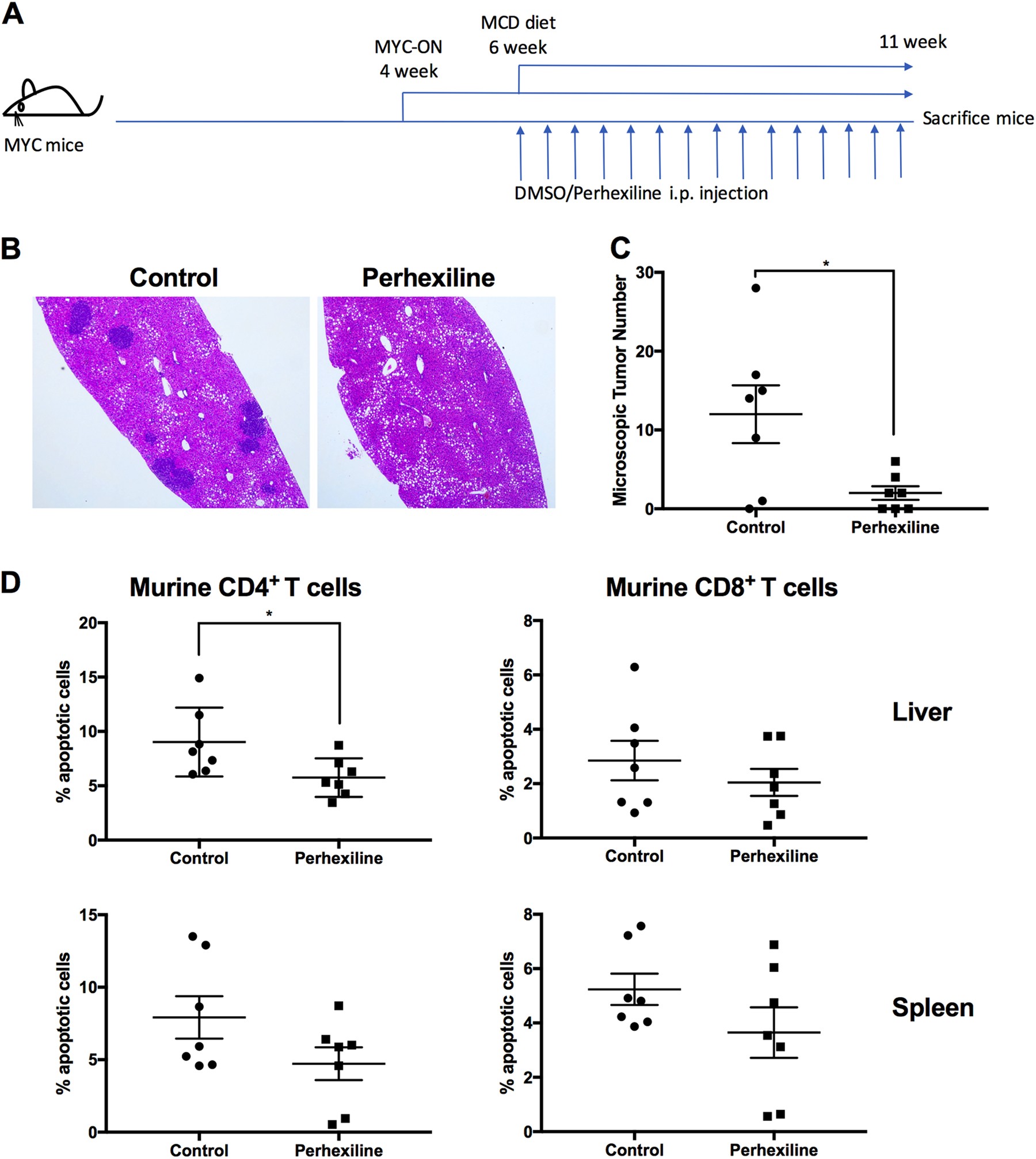 Fig. 6: CPT inhibitor perhexiline reduces HCC incidence in MYC-ON mice fed with MCD diet.