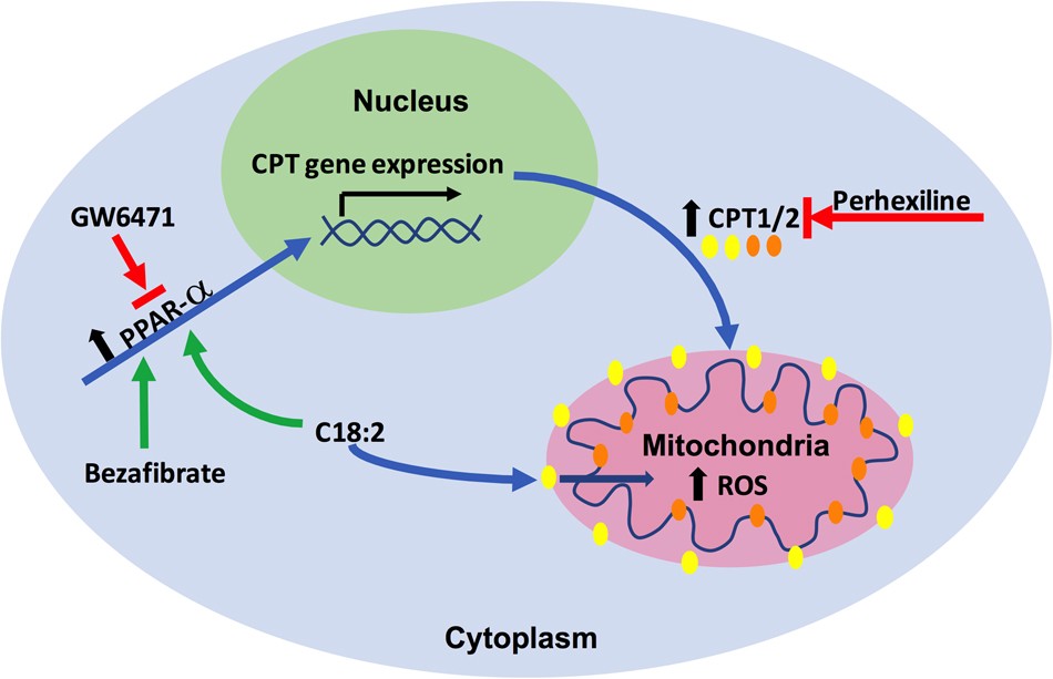 Fig. 7: Schematic picture showing CPT genes are upregulated through PPAR-α by C18:2.