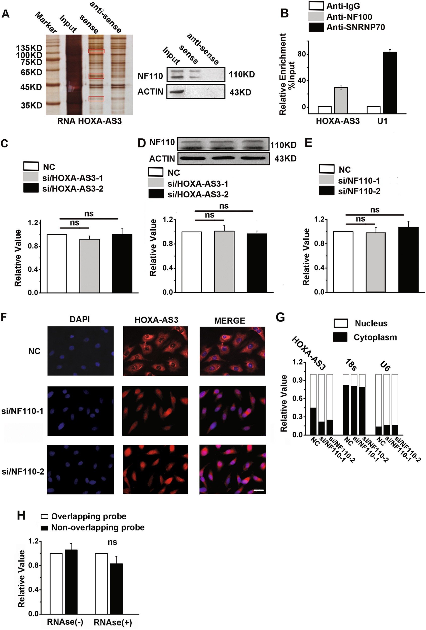 Fig. 7: HOXA-AS3 interacts with NF110.