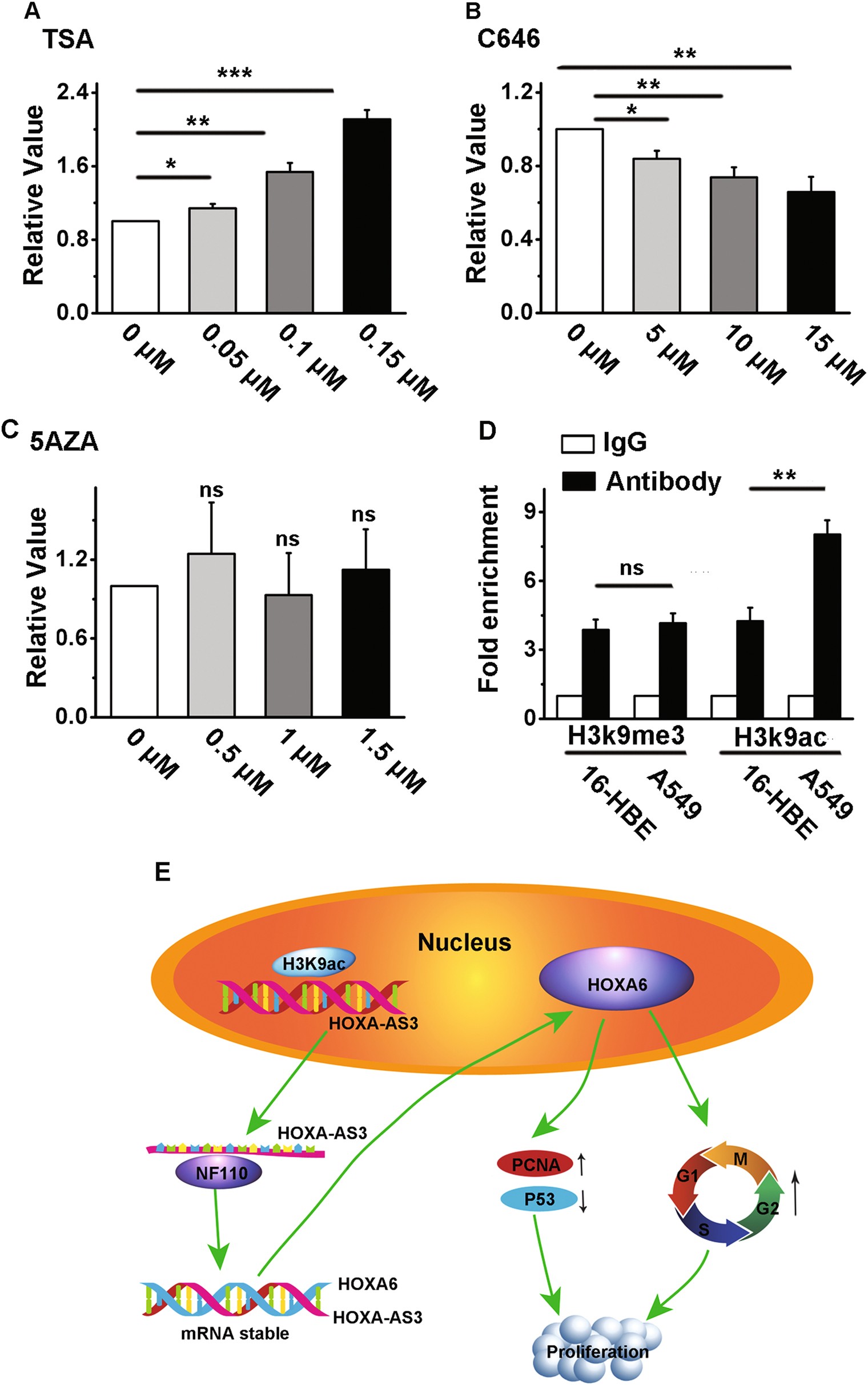 Fig. 8: Upregulation of HOXA-AS3 by histone acetylation in A549 cells.