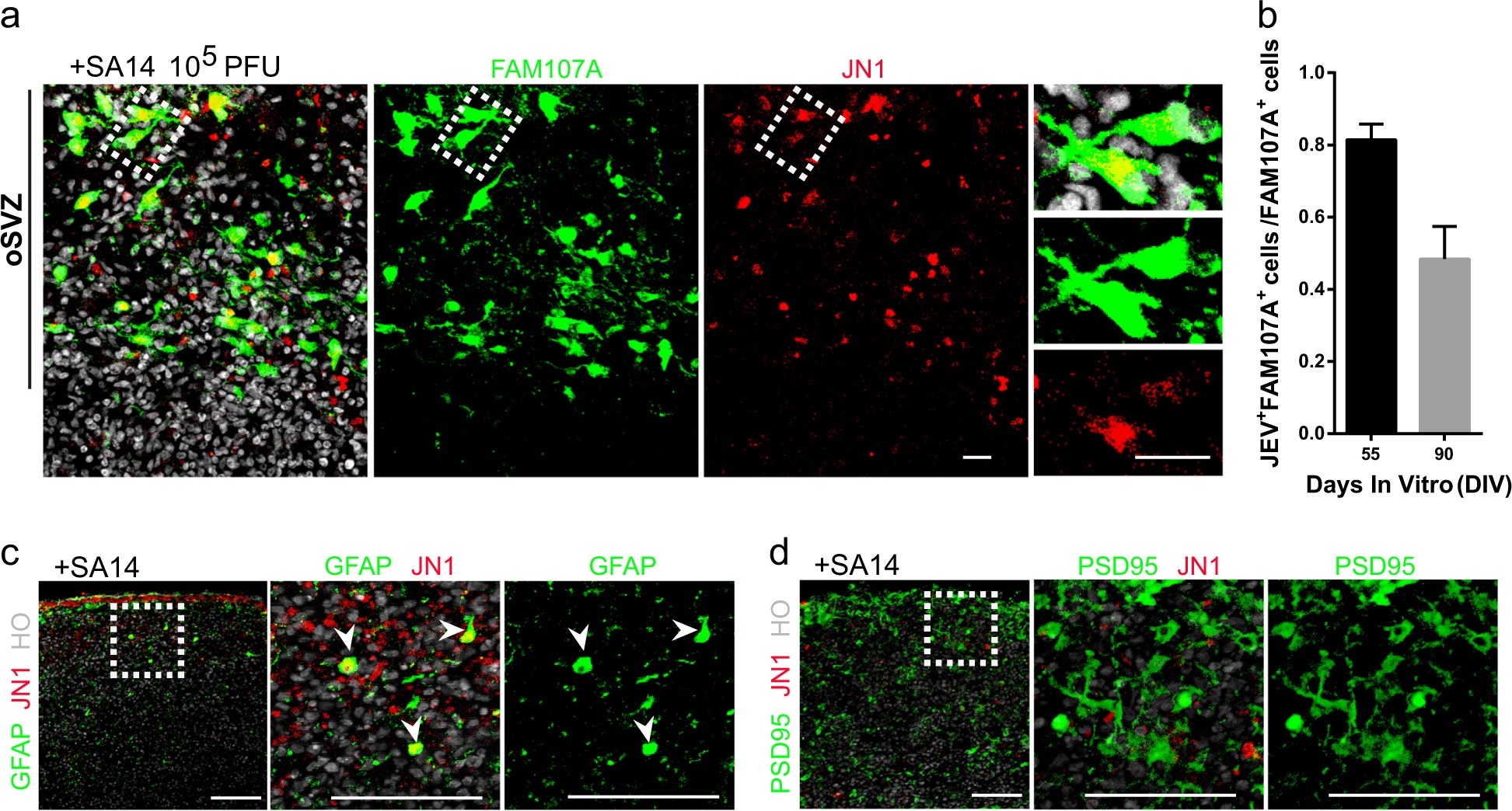 Fig. 3: JEV targets oRGCs in cortical organoids during development.