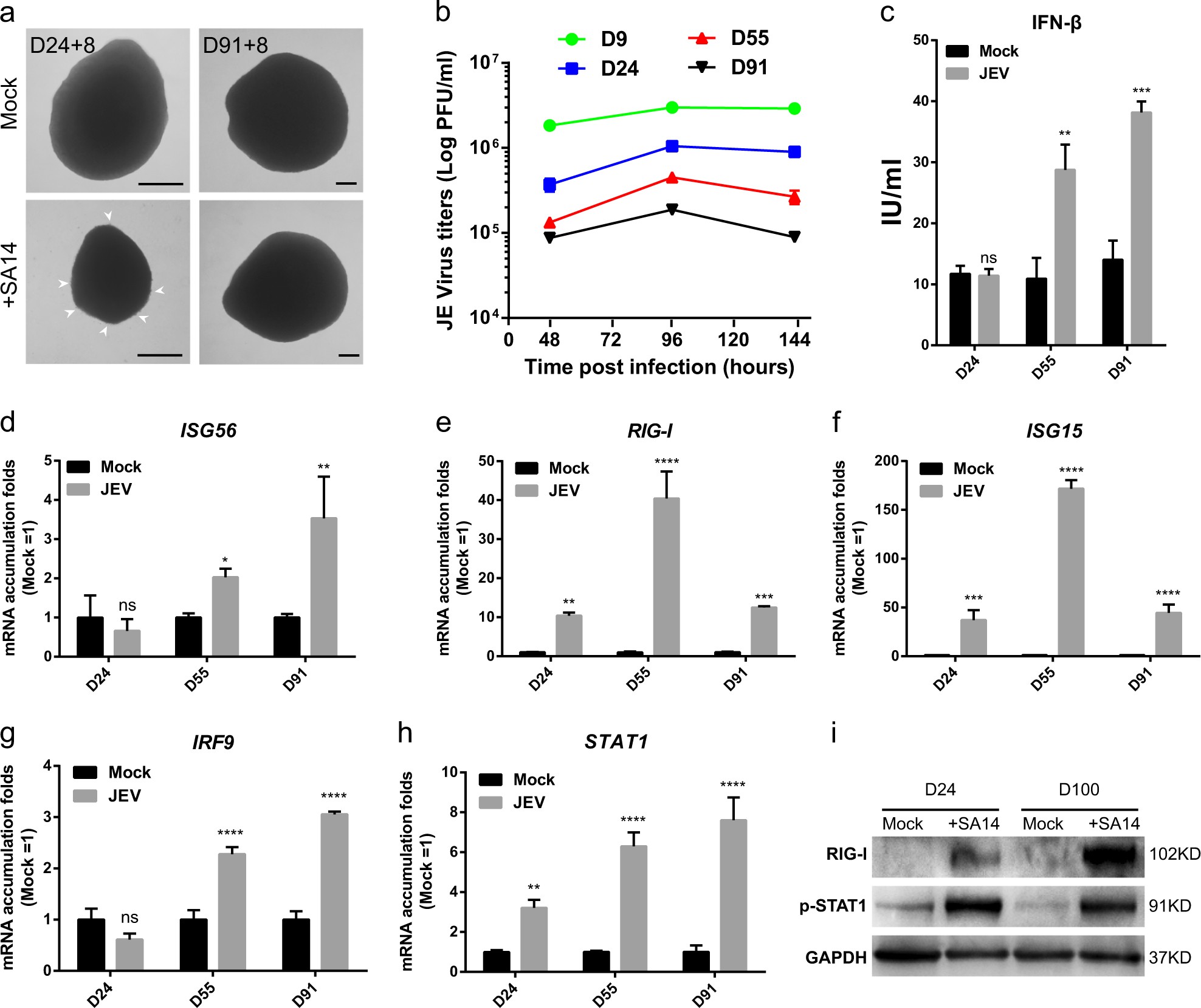 Fig. 4: Innate antiviral immune response stimulated by JEV infection attained gradually during the development of cortical organoids.