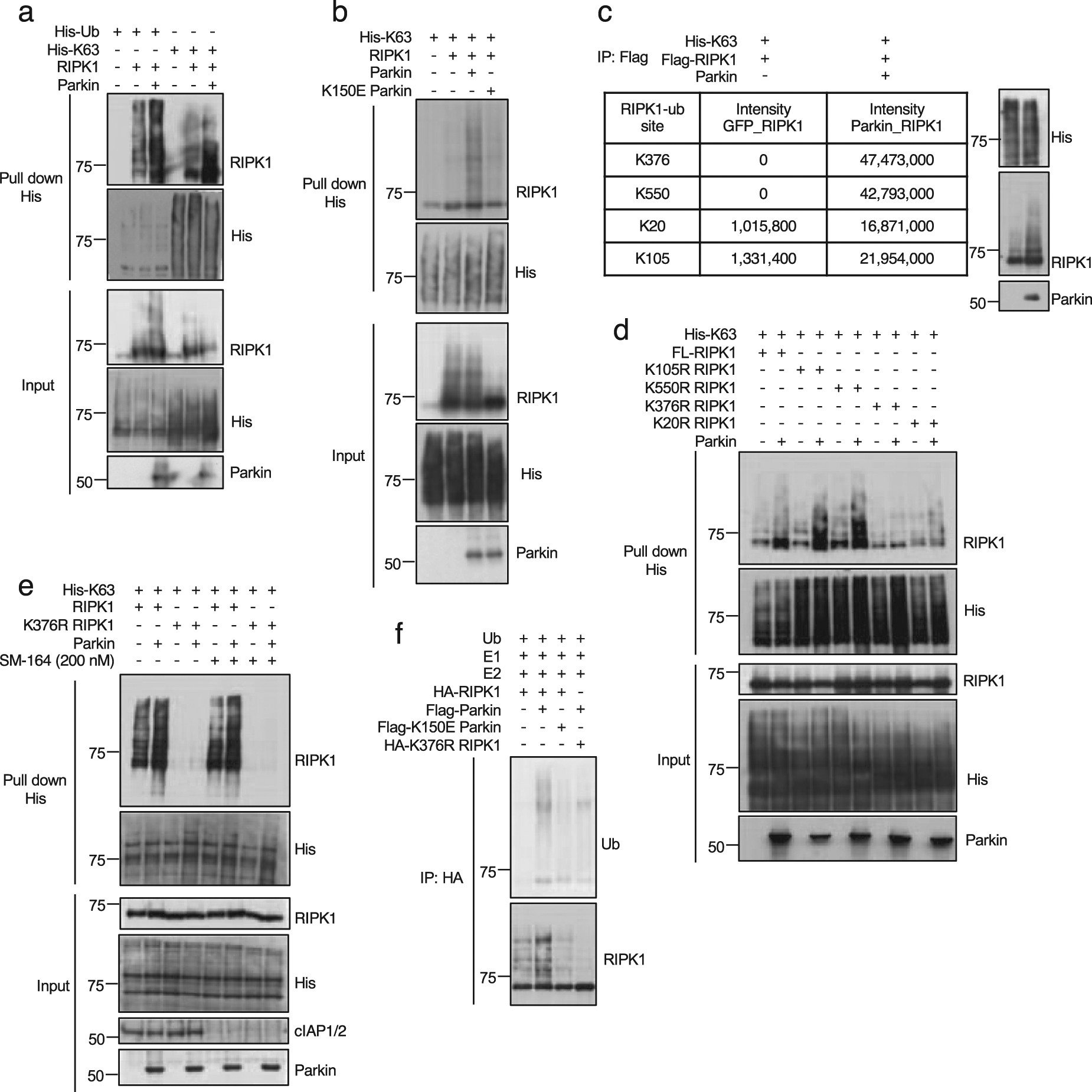 Fig. 2: Parkin mediates K63 ubiquitination of RIPK1.