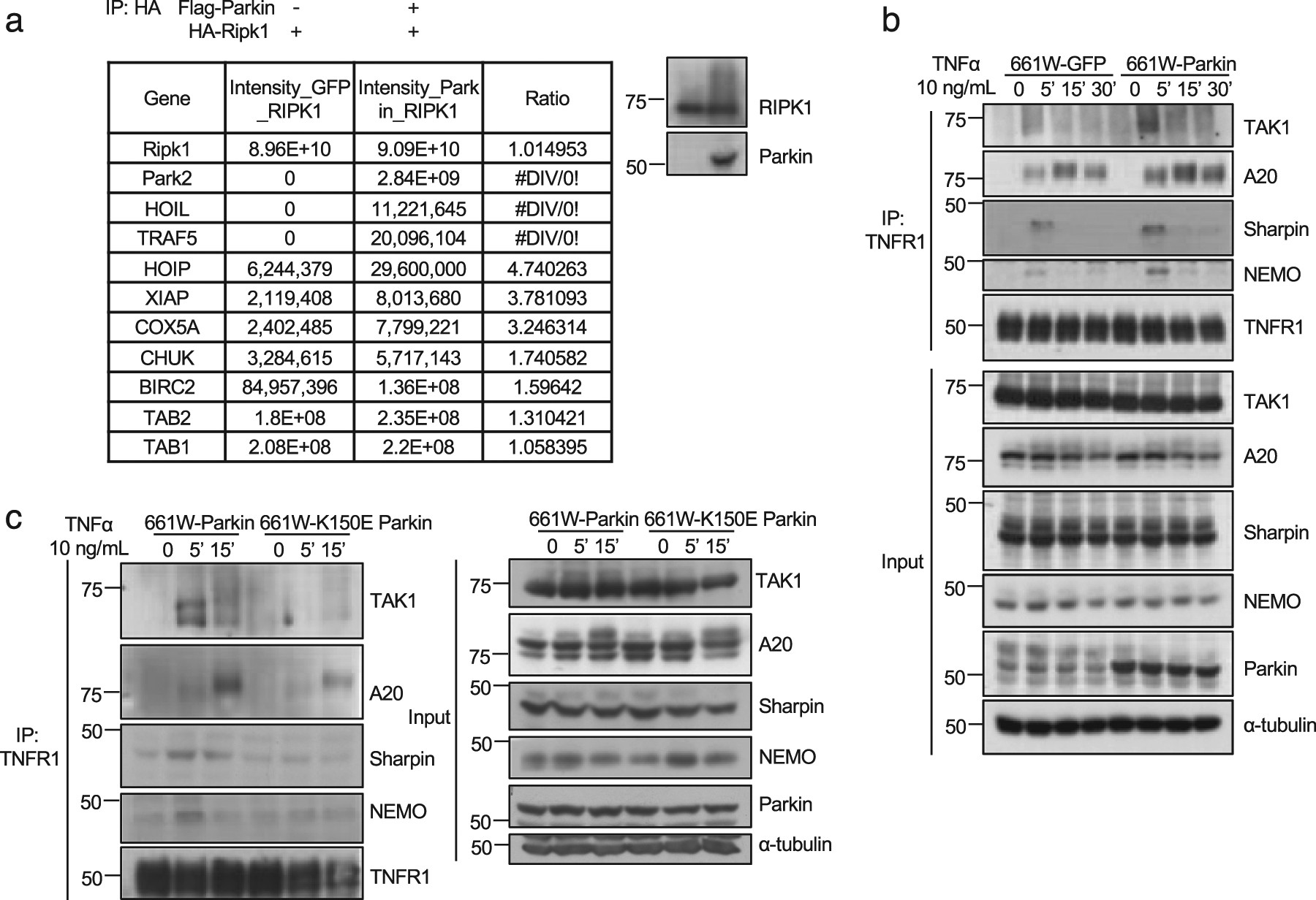 Fig. 4: Interaction between Parkin and RIPK1 promotes the recruitment of components in complex I under TNFα stimulation.