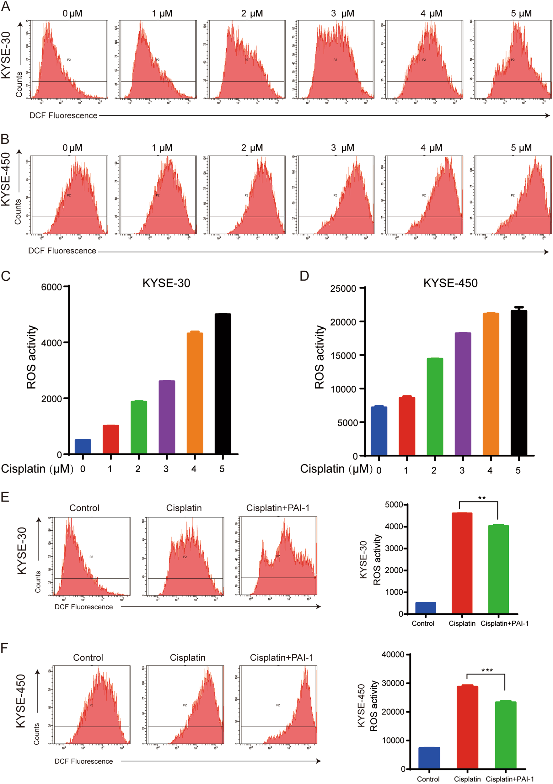 Fig. 4: Role of ROS accumulation in chemoresistance of ESCC cells.