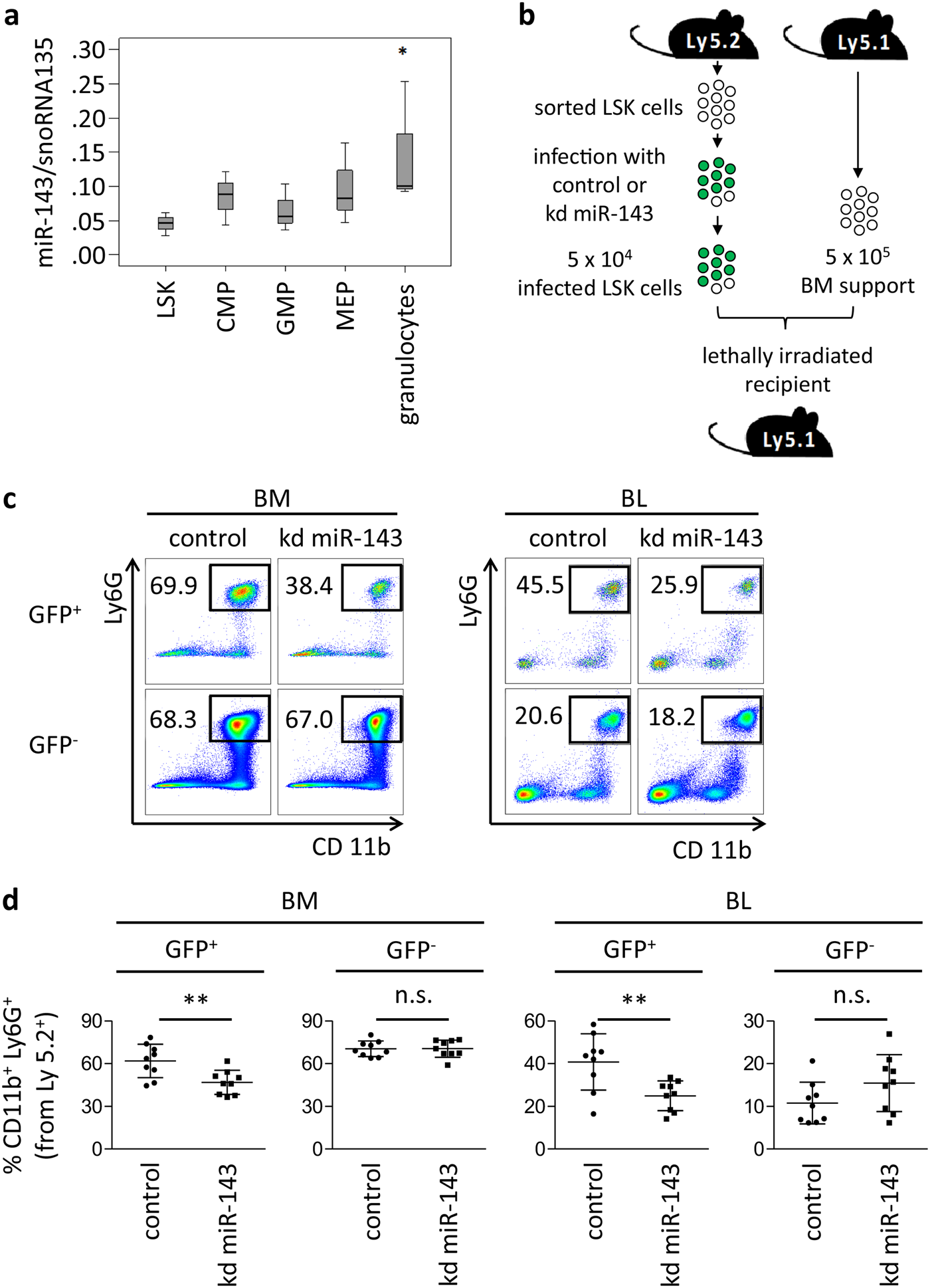 Fig. 3: Stable knockdown of miR-143 leads to reduced granulocytic differentiation in vivo.