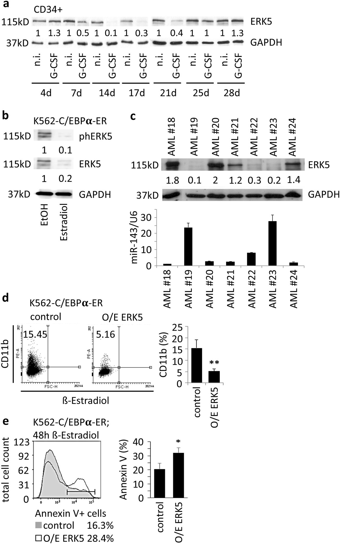 Fig. 7: ERK5 protein inversely correlates with miR-143 expression, interferes with granulocytic differentiation, and is relevant for myeloid cell survival.