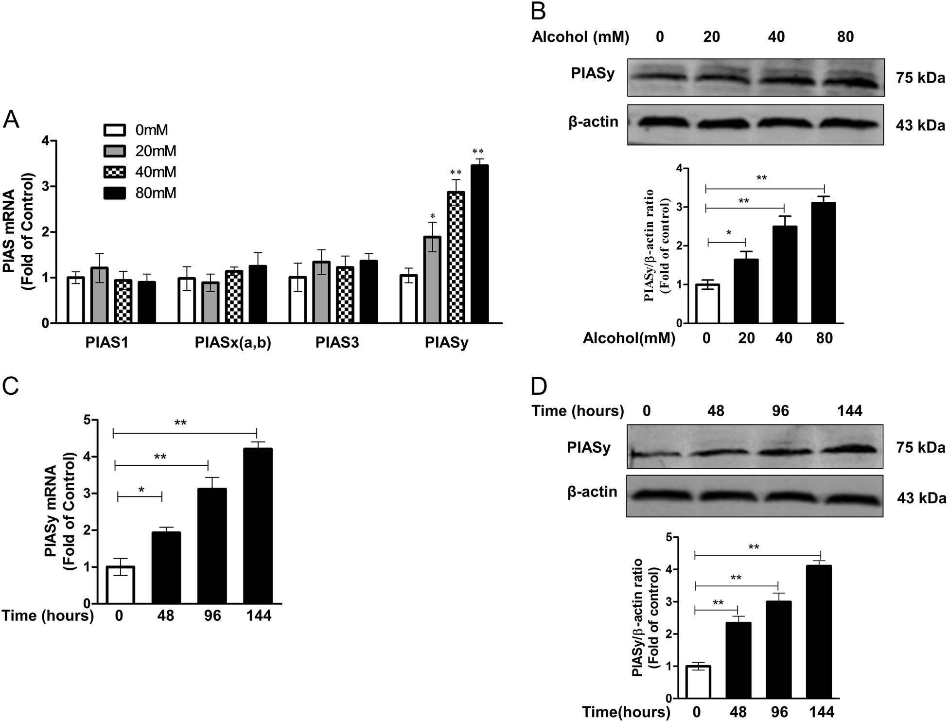 Fig. 4: Alcohol treatment promotes PIASy expression in Huh7 cells.