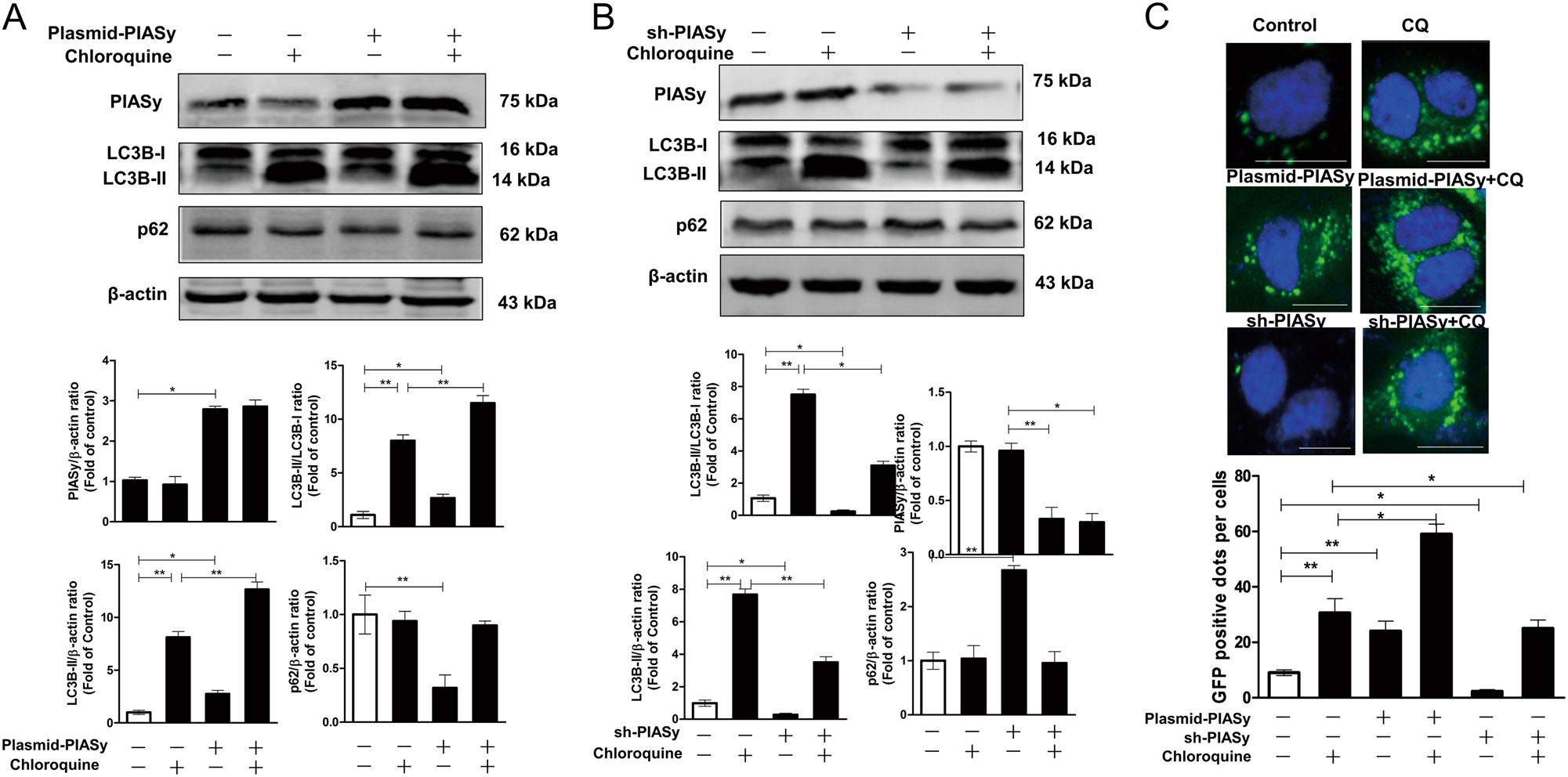 Fig. 6: PIASy induces autophagpy flux in Huh7 cells.