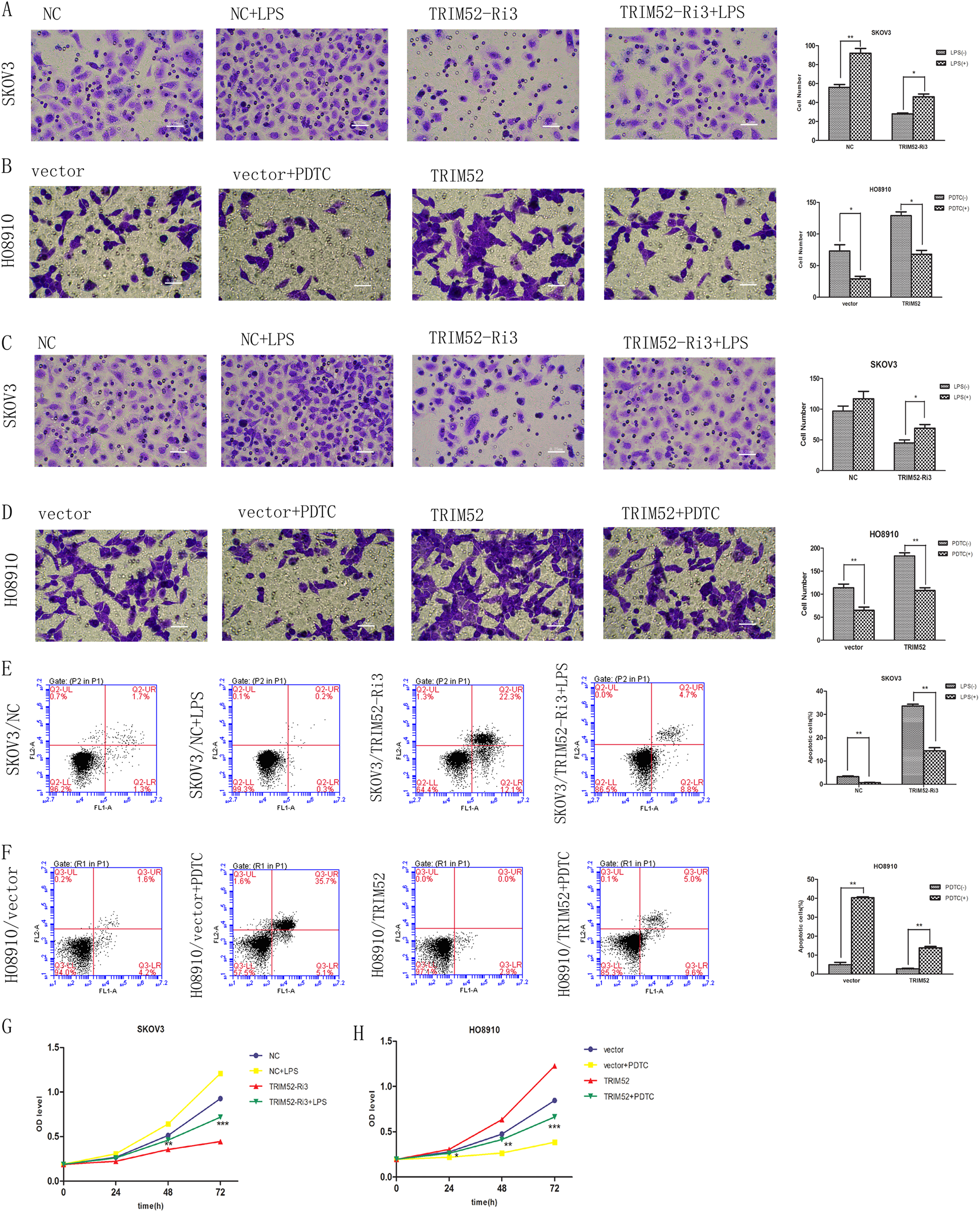 Fig. 5: NF-kB pathway involved TRIM52-mediated regulation in ovarian cancer cell invasion, migration, apoptosis, and proliferation.