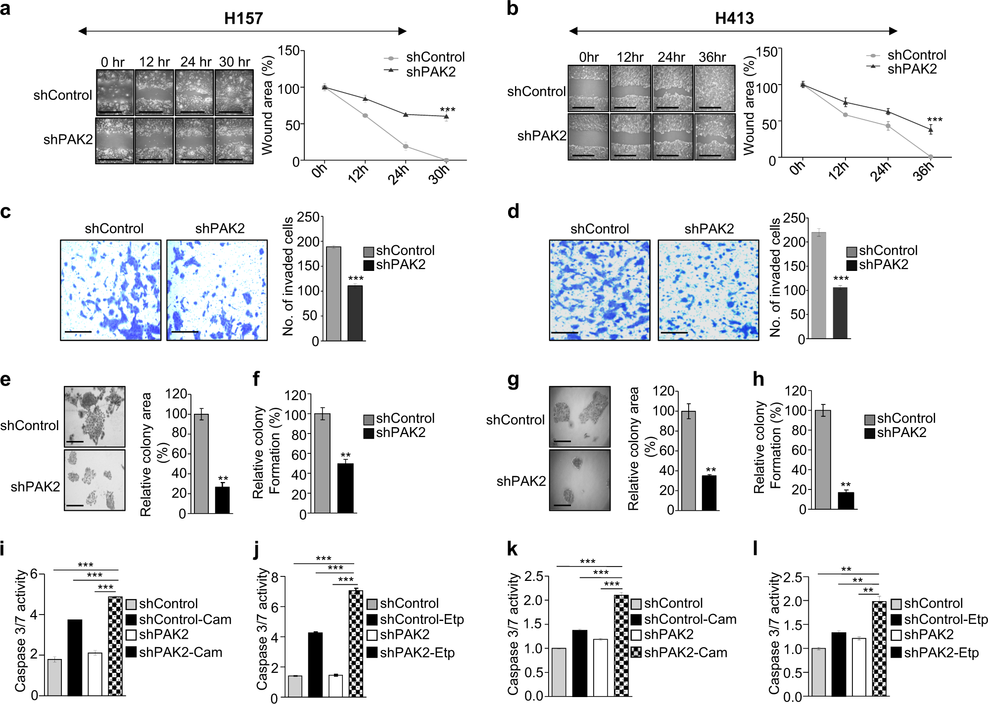 Fig. 3: PAK2 depletion reduces in vitro tumorigenesis of head and neck cancer cell lines.